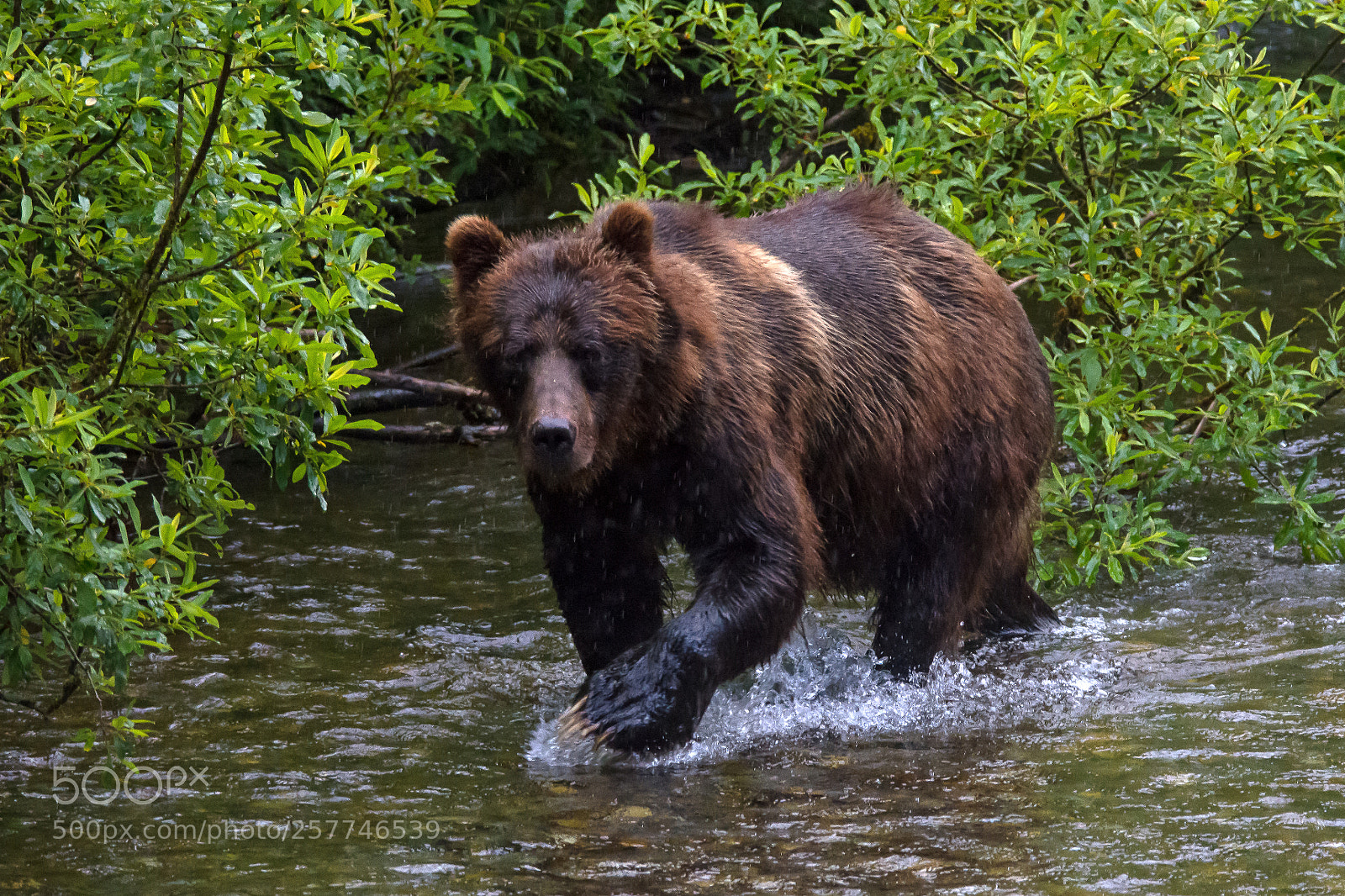 Nikon D7200 sample photo. Bear truth photography