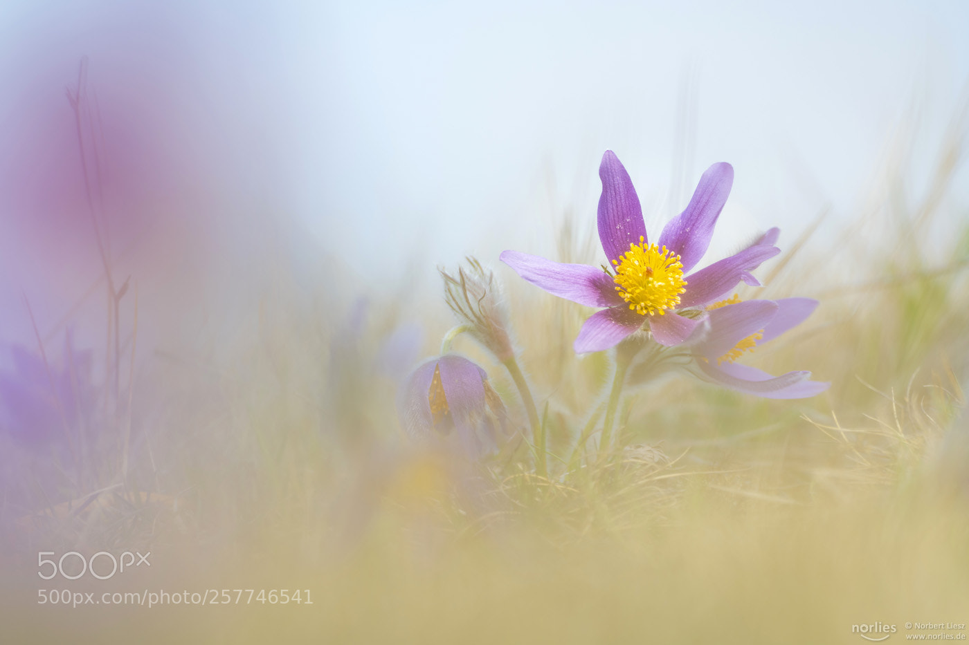 Nikon D850 sample photo. Soft color photography