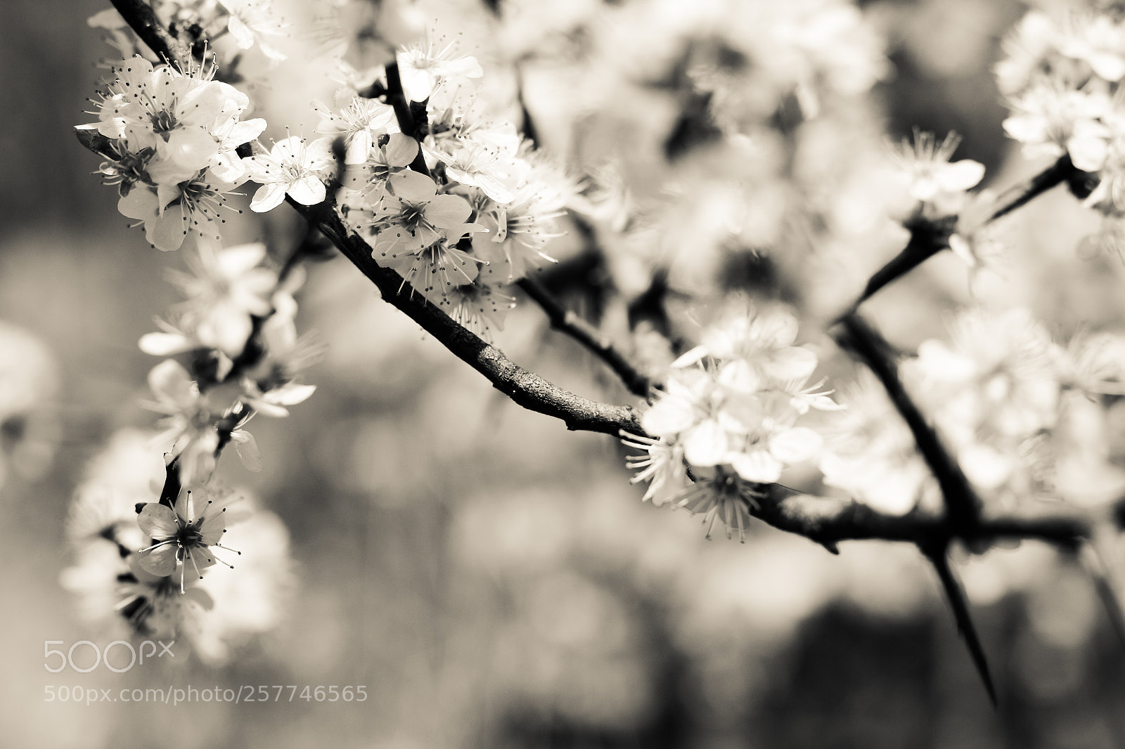 Canon EOS 700D (EOS Rebel T5i / EOS Kiss X7i) sample photo. Dressed in white photography