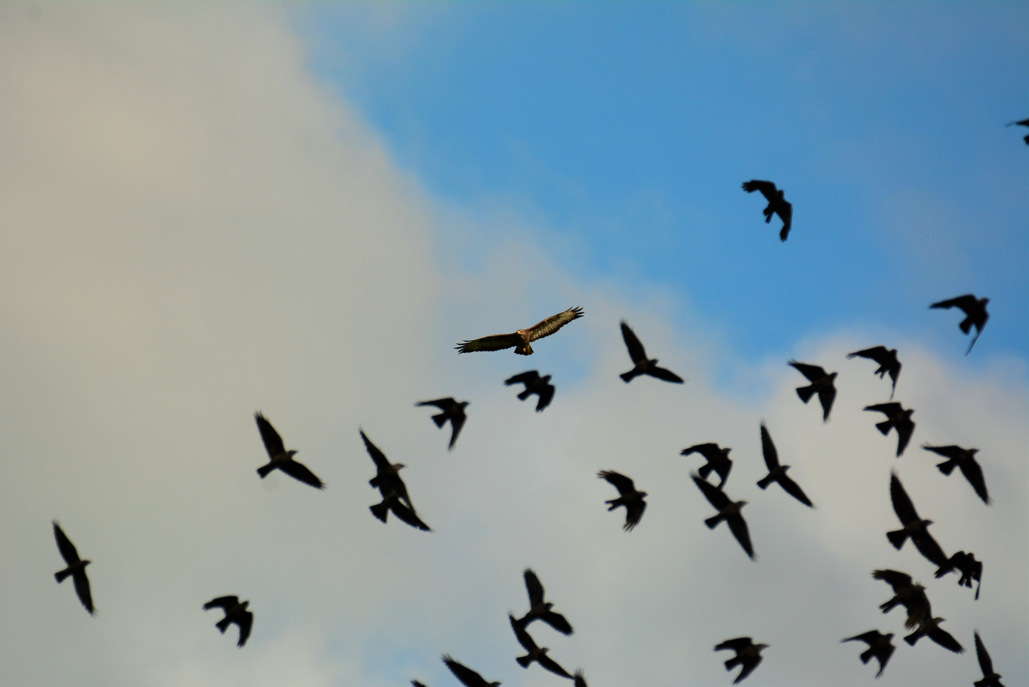 Nikon D7100 sample photo. Buzzard causing chaos photography