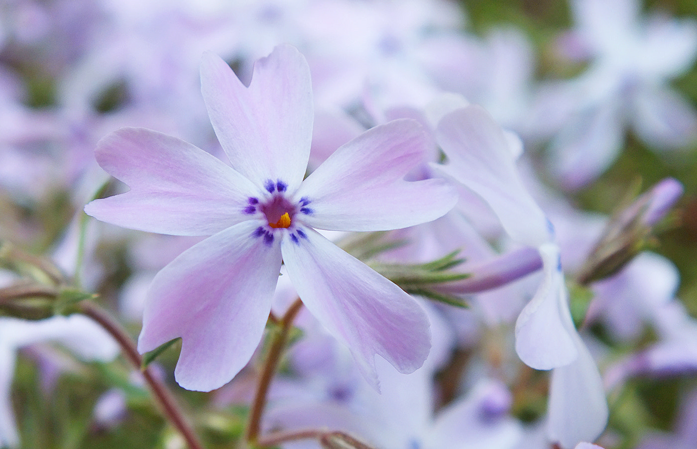 Fujifilm FinePix HS30EXR sample photo. .... lovely delicate flowers ... photography