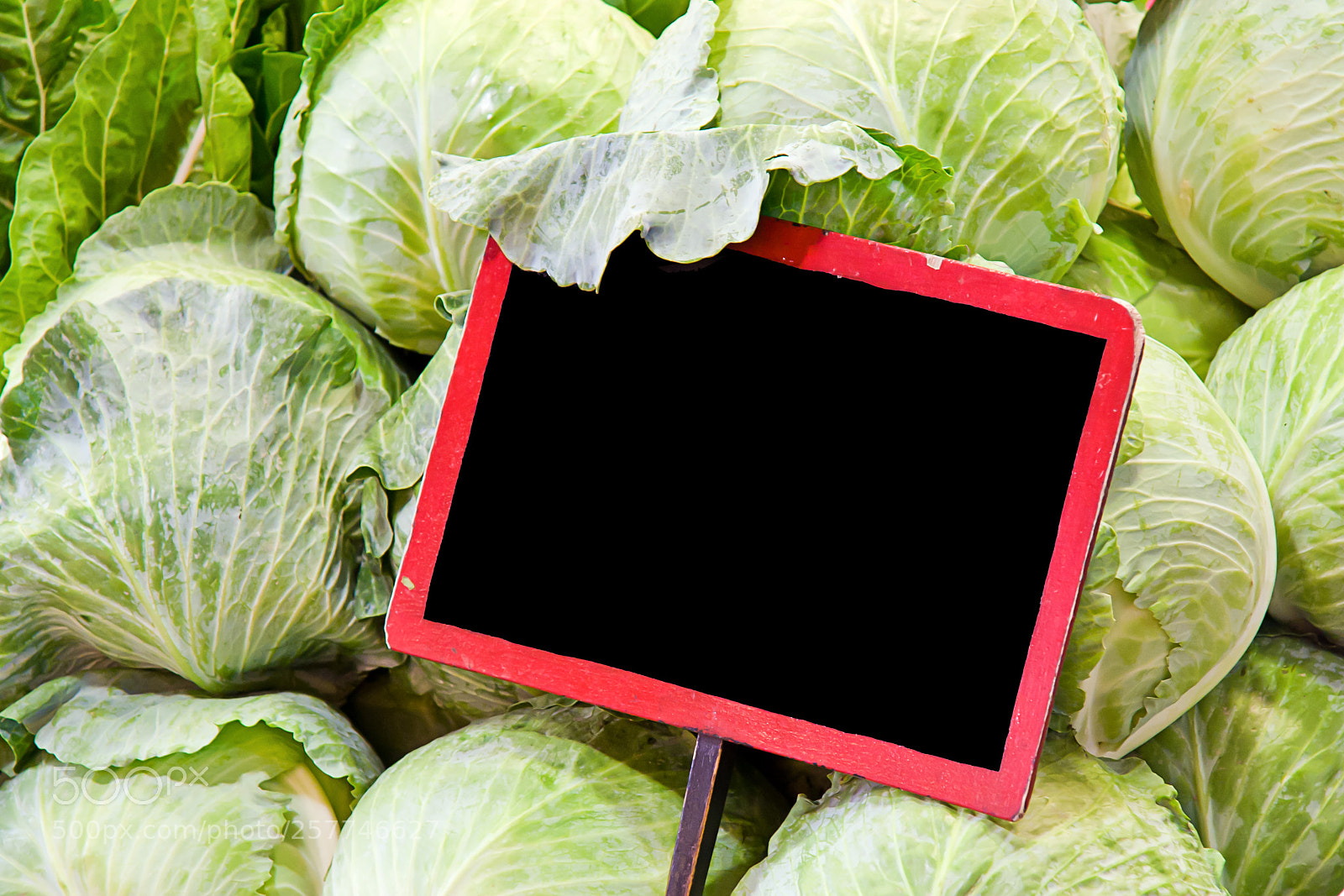 Sony Alpha DSLR-A700 sample photo. Cabbage photography