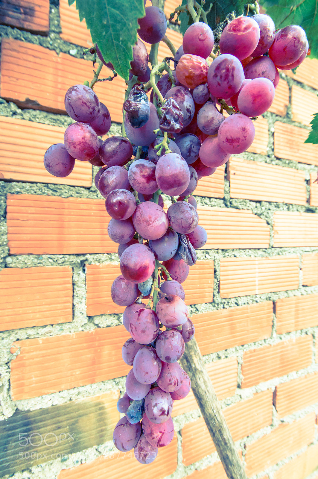 Sony SLT-A57 sample photo. Bunch of grapes photography