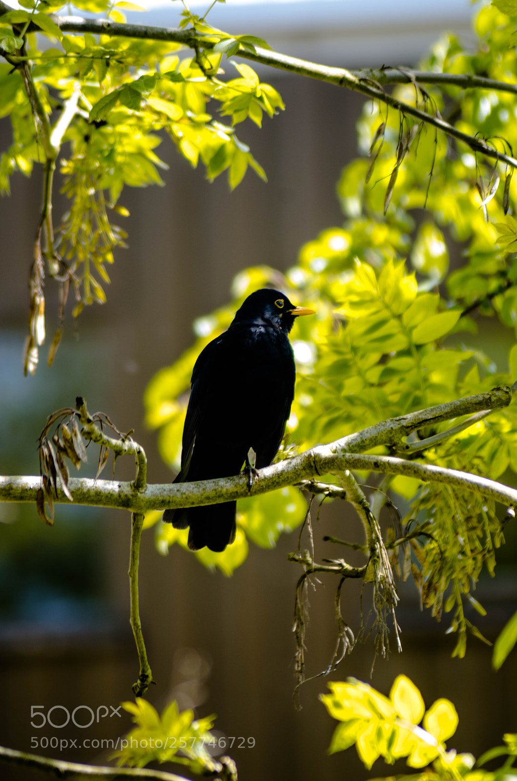 Nikon D7000 sample photo. Resting in the sunlight photography