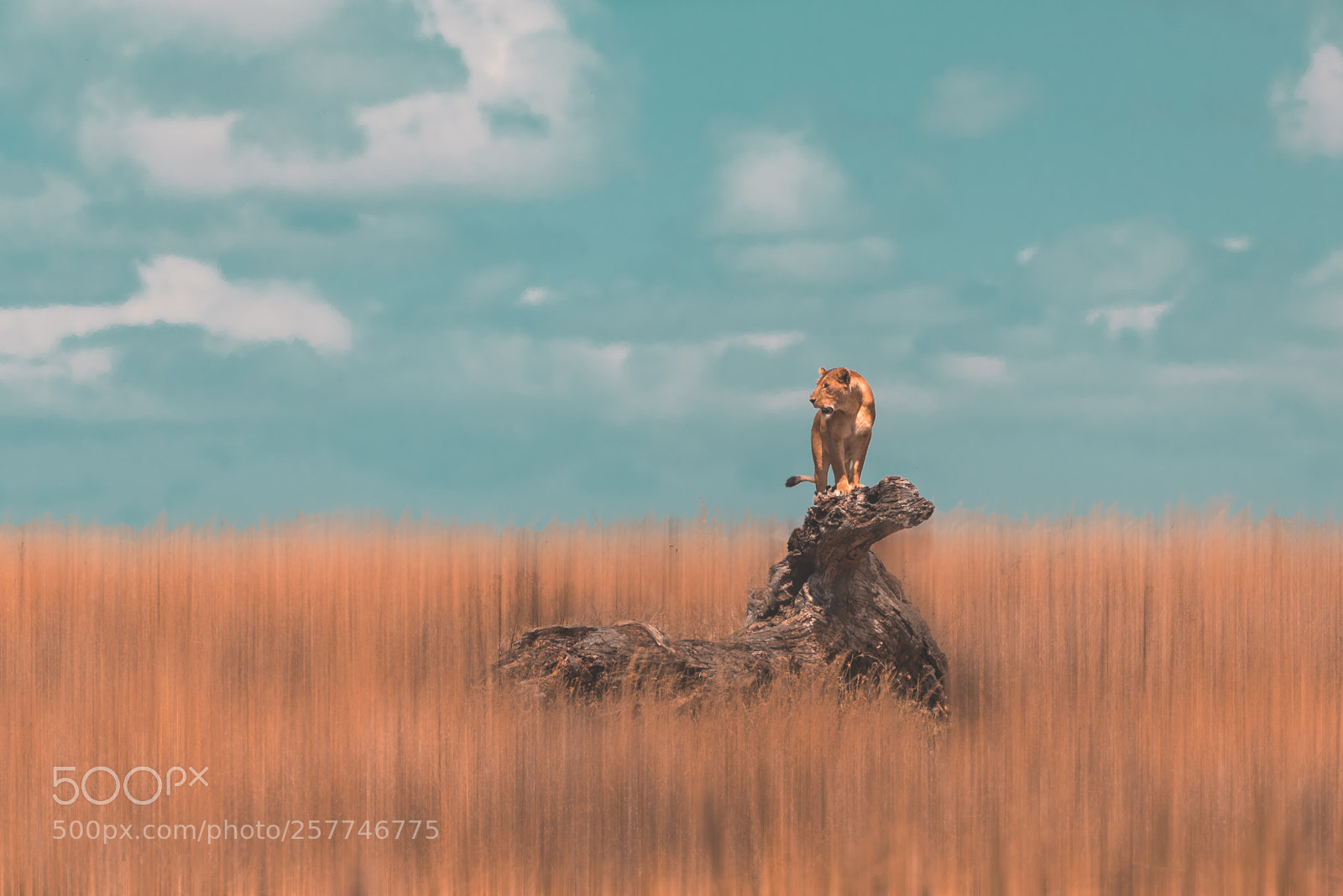 Nikon D750 sample photo. African savannah photography