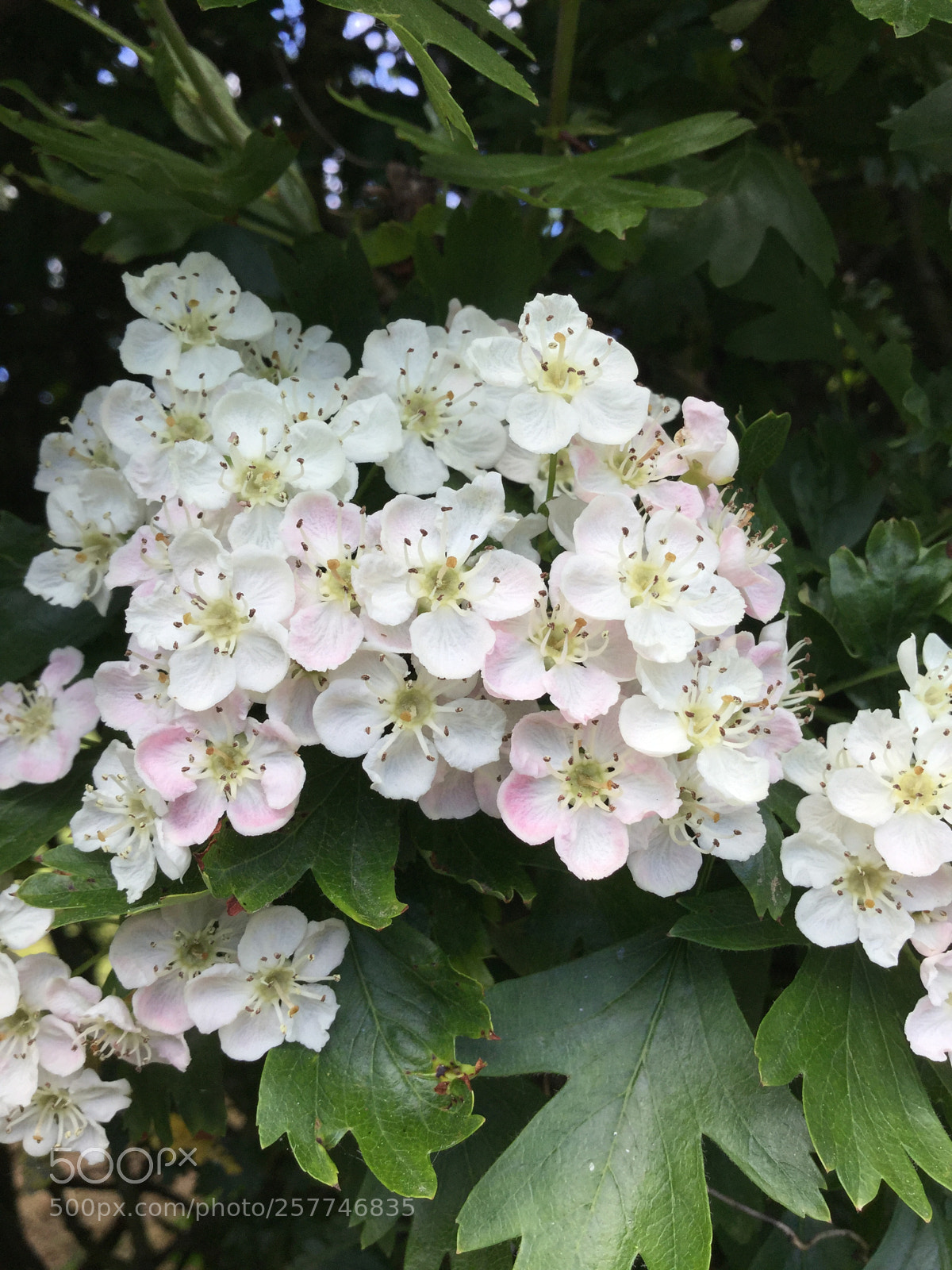 Apple iPod touch sample photo. May blossoms photography