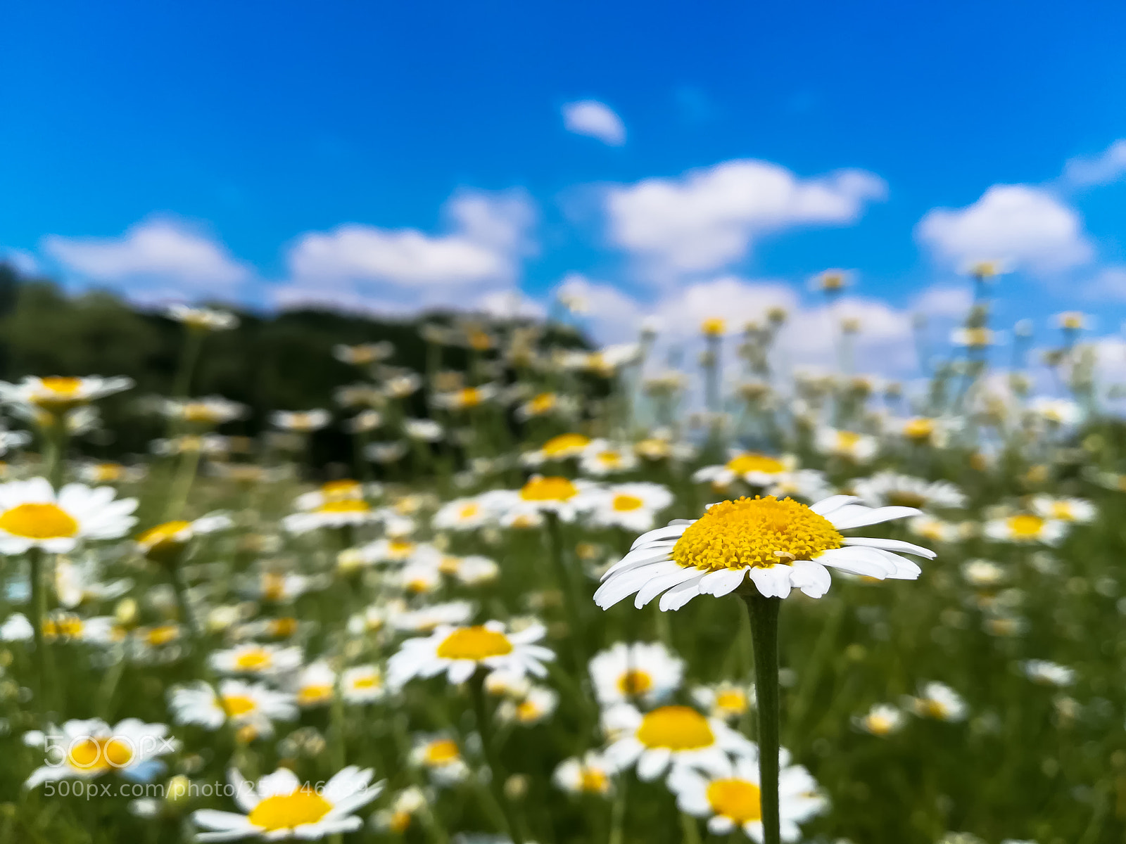HUAWEI PRA-LX1 sample photo. Spring mood photography