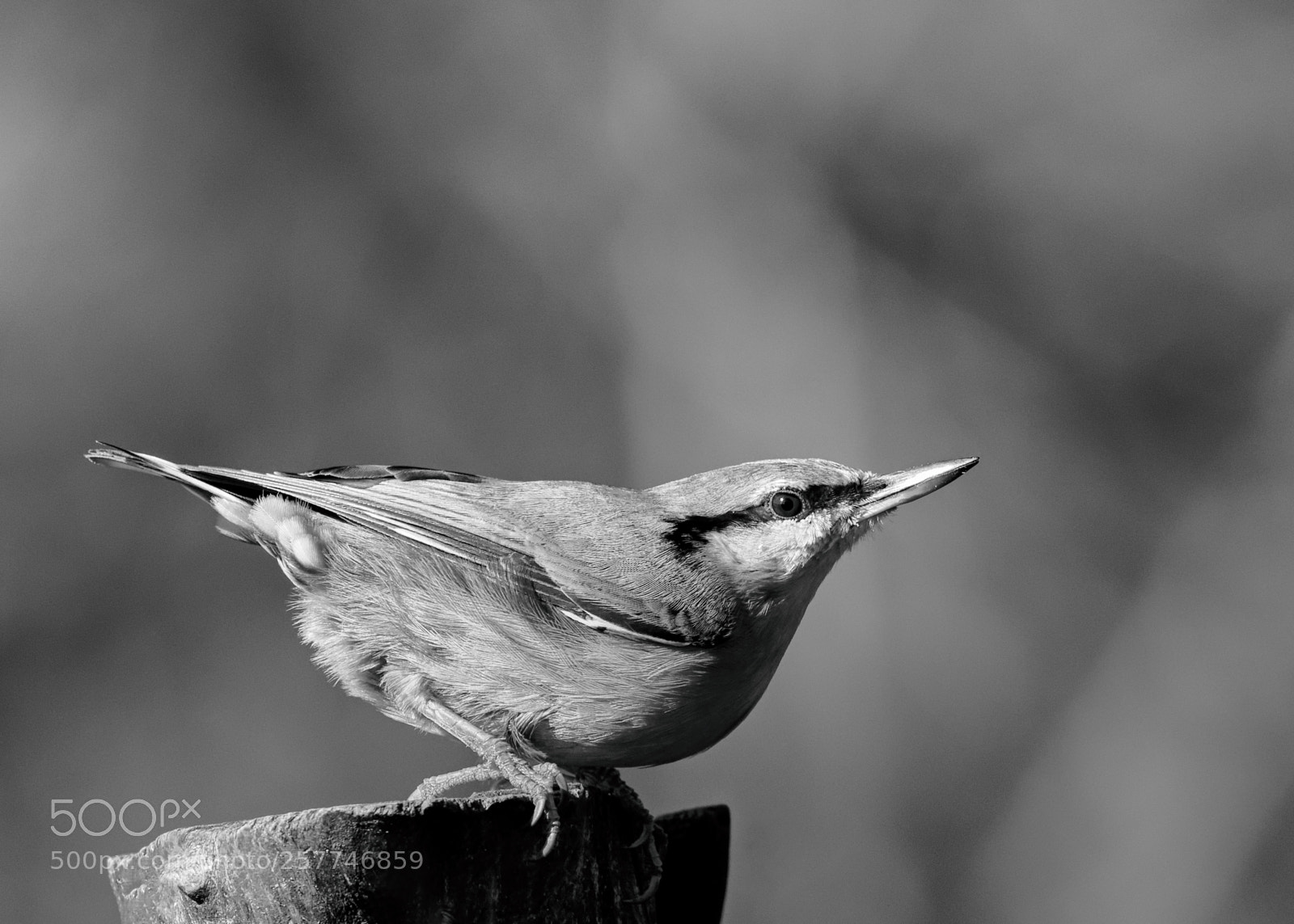 Canon EOS 5D Mark IV sample photo. The point photography