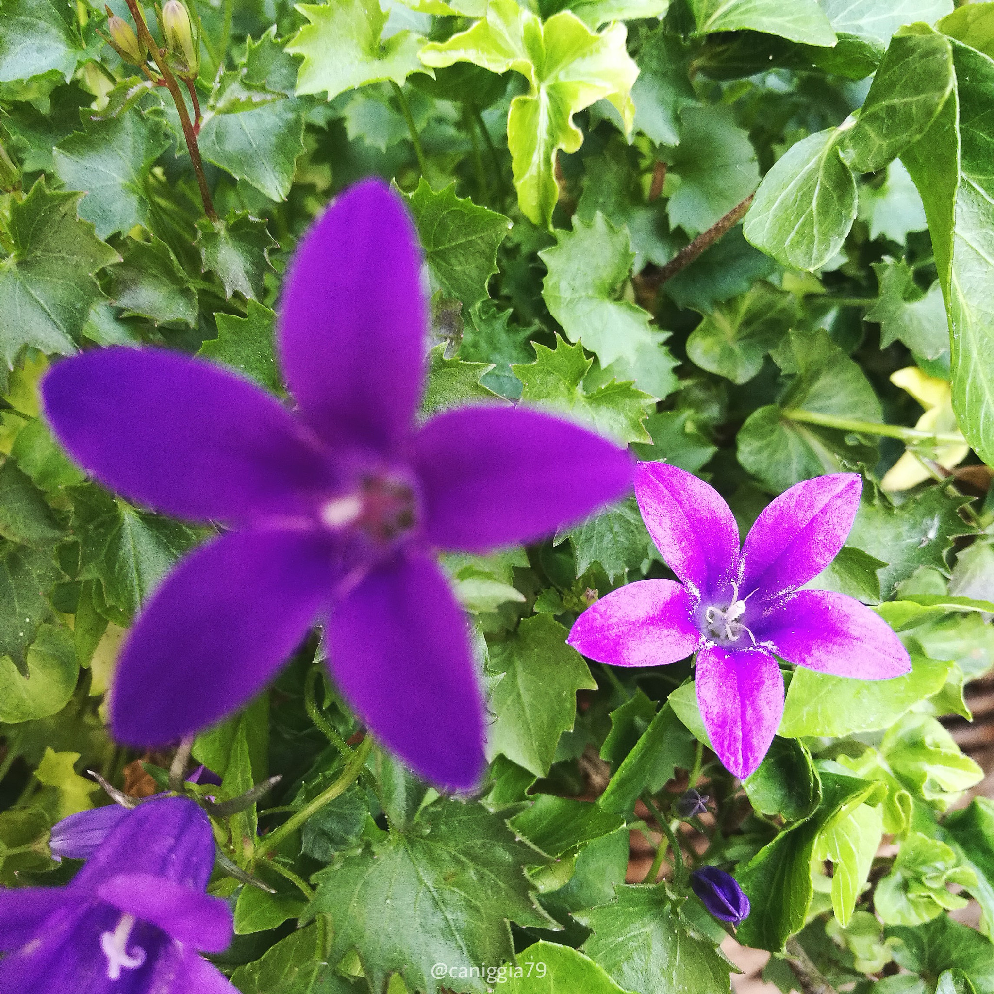 HUAWEI P9 Plus sample photo