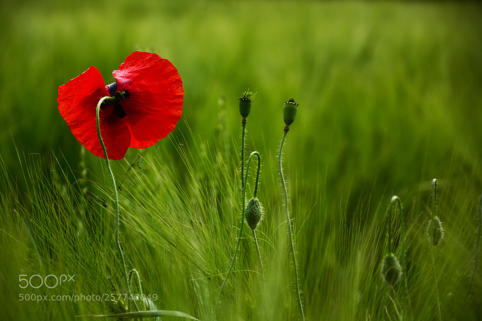 Nikon D7100 sample photo. Poppies flower photography