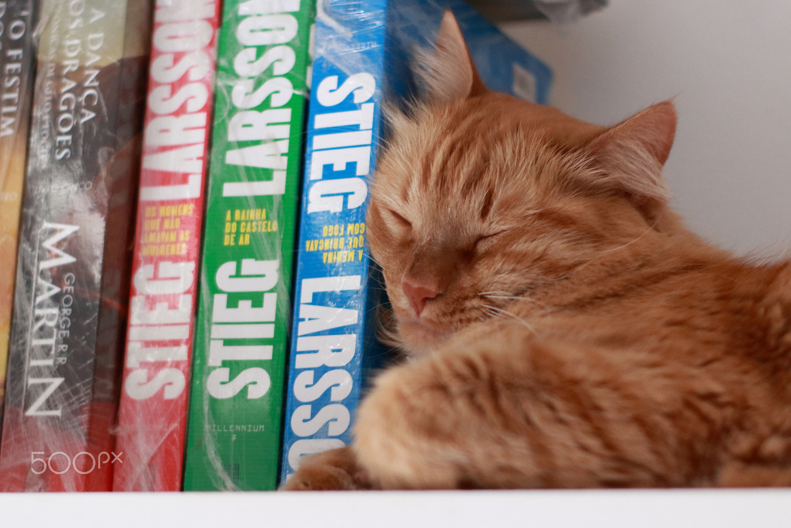 Canon 50mm sample photo. Real cat can only support real book photography