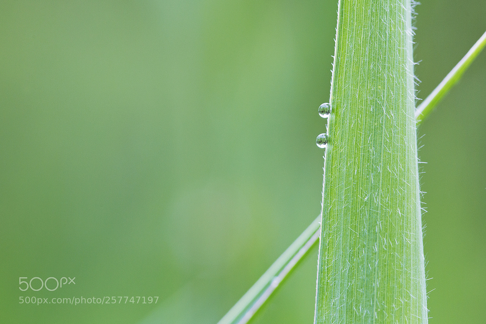 Canon EOS 6D sample photo. Drops photography