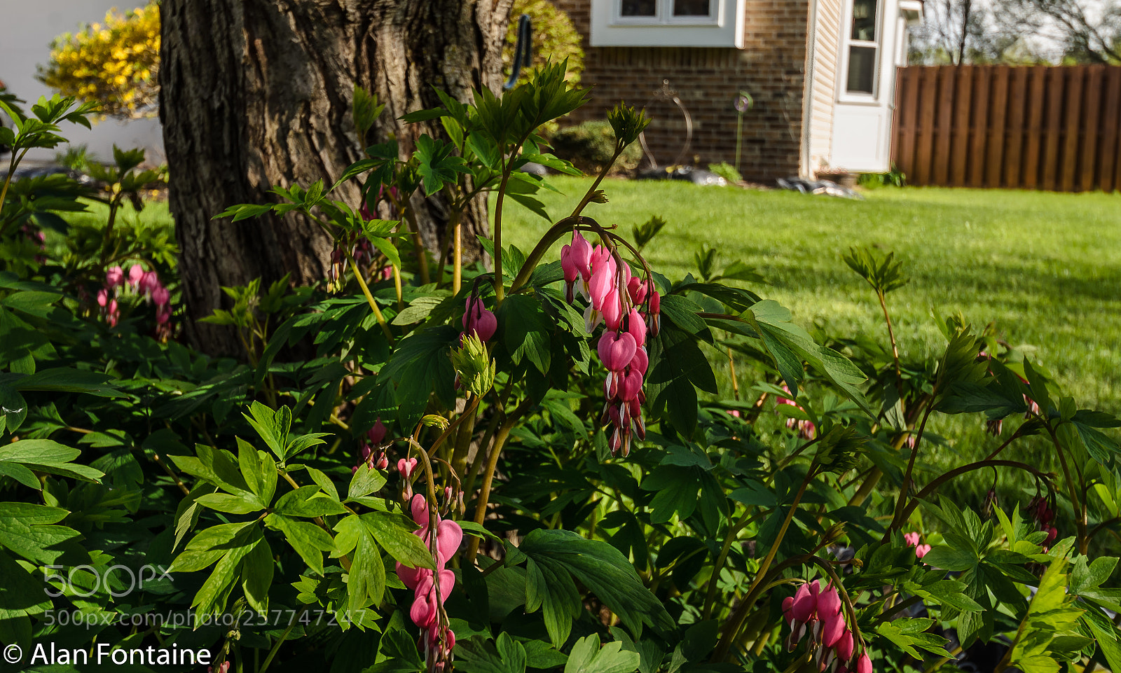 Nikon D7000 sample photo. Springtime in webster photography