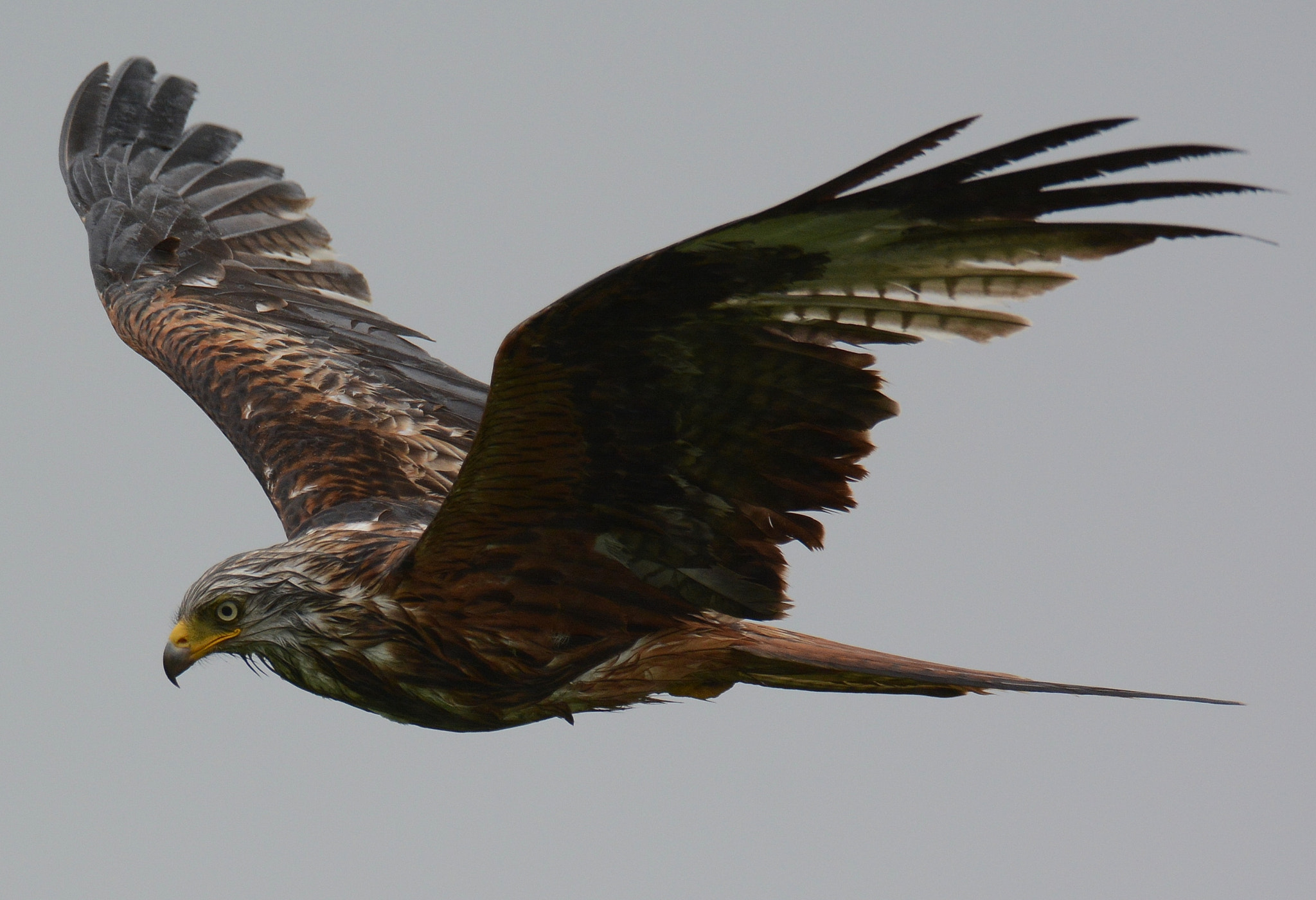 Nikon D7100 sample photo. Red kite in flight. photography