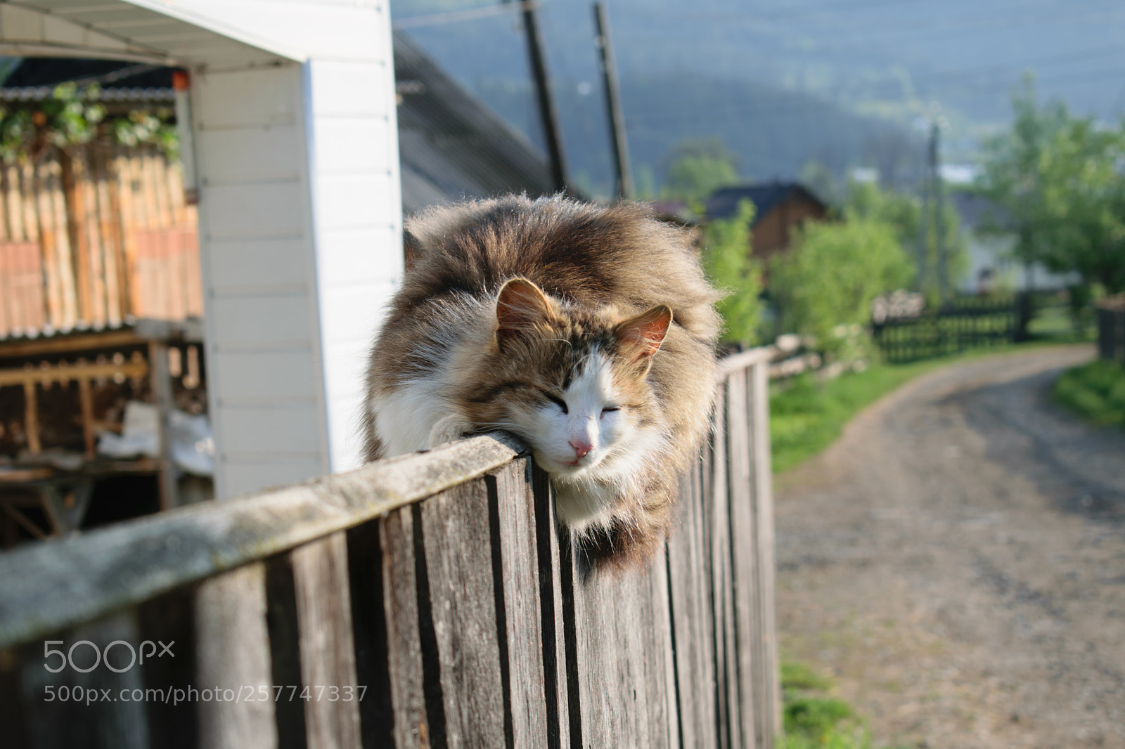 Nikon D5300 sample photo. Cat photography
