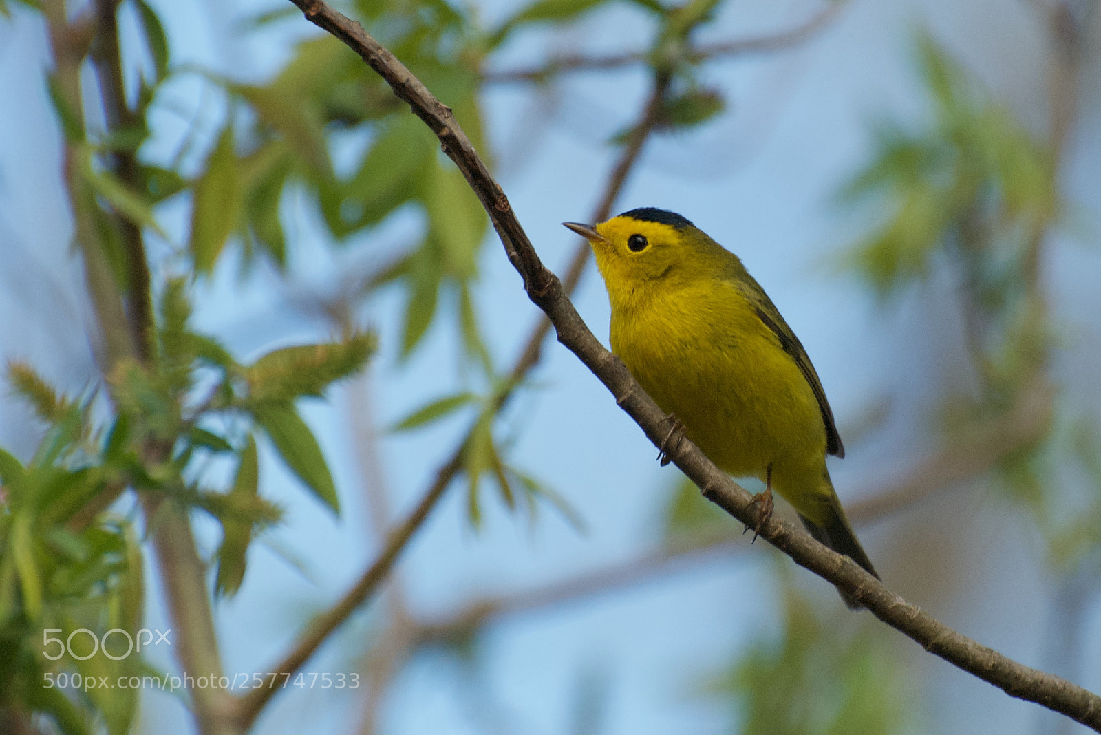 Nikon D80 sample photo. Wilson's warbler photography