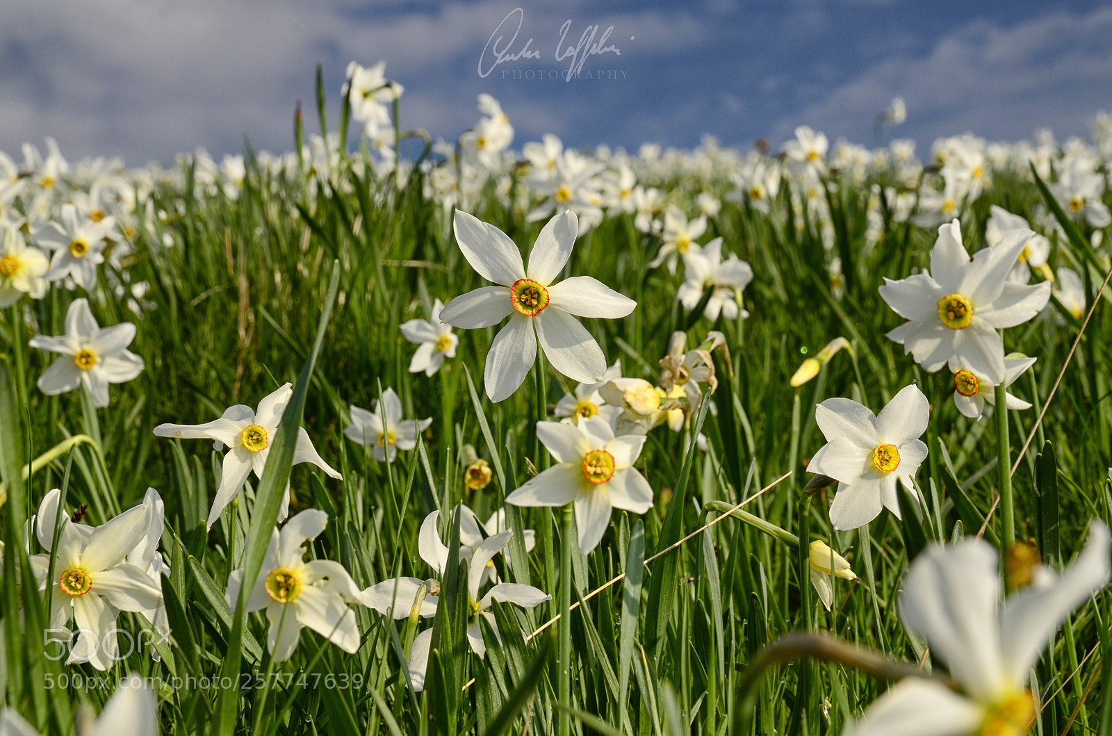 Nikon D7000 sample photo. Daffodils photography
