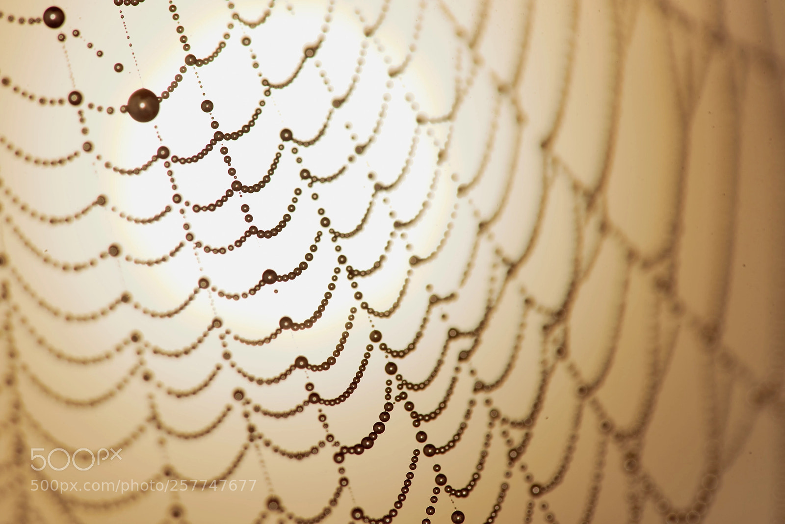 Nikon D750 sample photo. Sun photography
