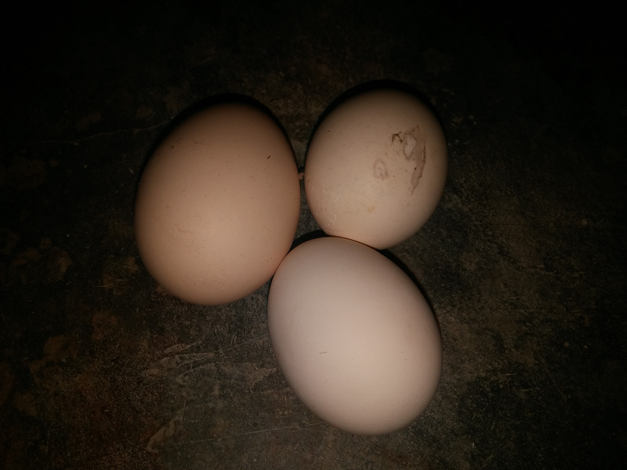 LG G3 sample photo. Egg photography