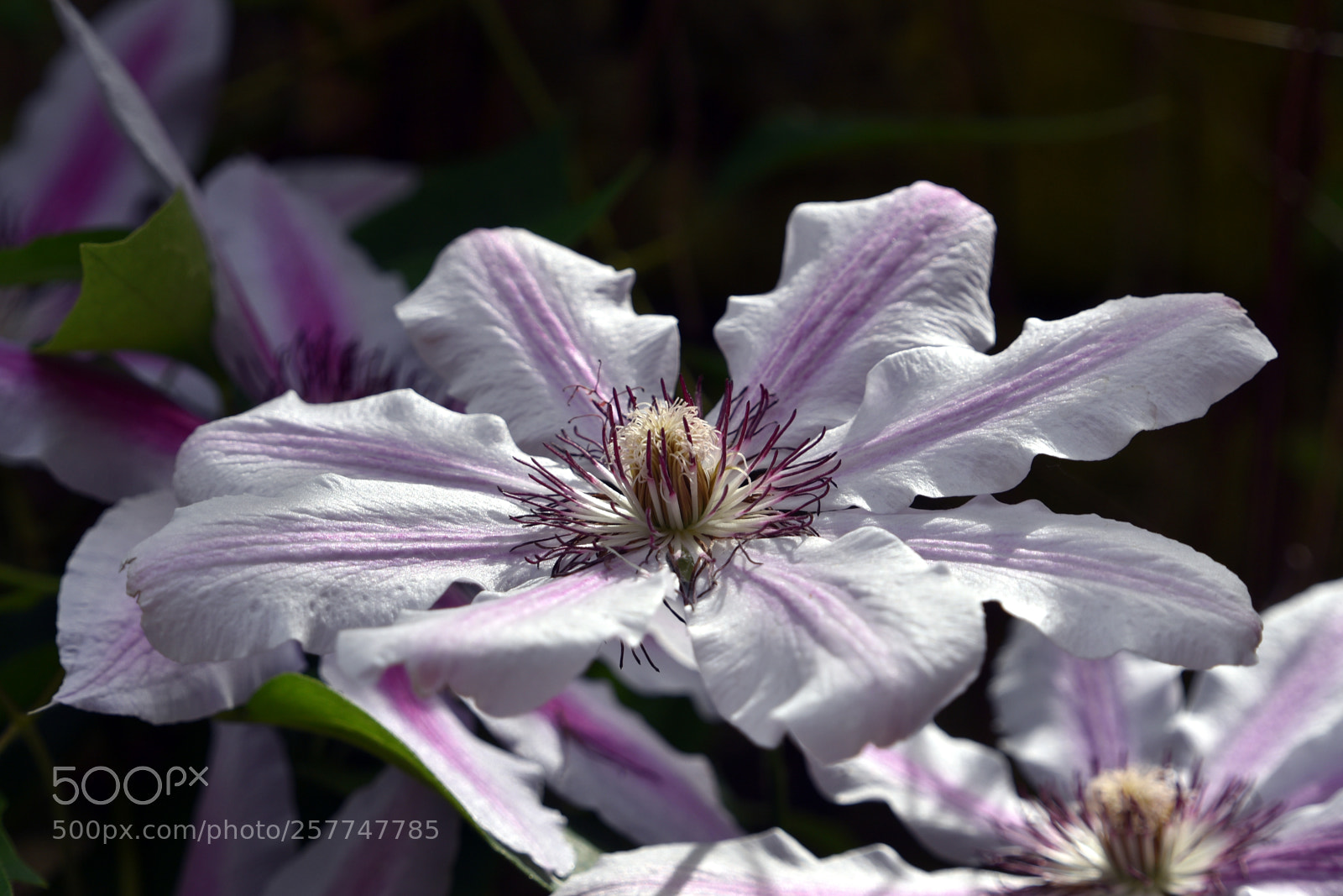 Nikon D750 sample photo. Clematis photography