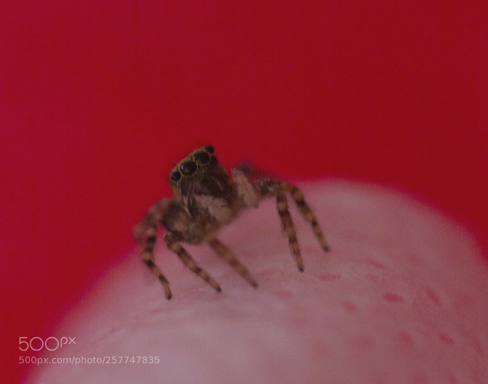 Nikon D7100 sample photo. Jumping spider photography