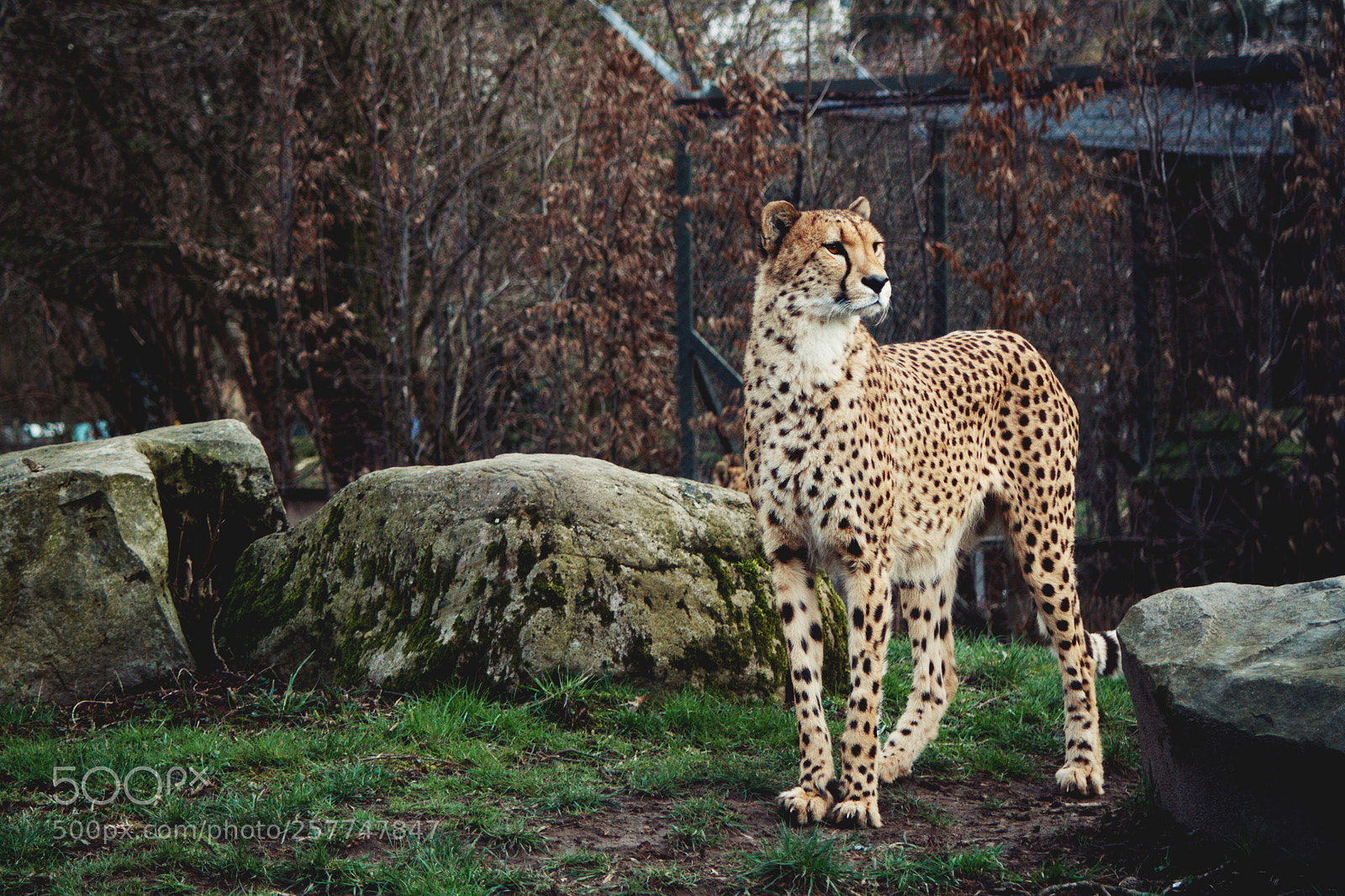 Canon EOS 700D (EOS Rebel T5i / EOS Kiss X7i) sample photo. Cheetah photography