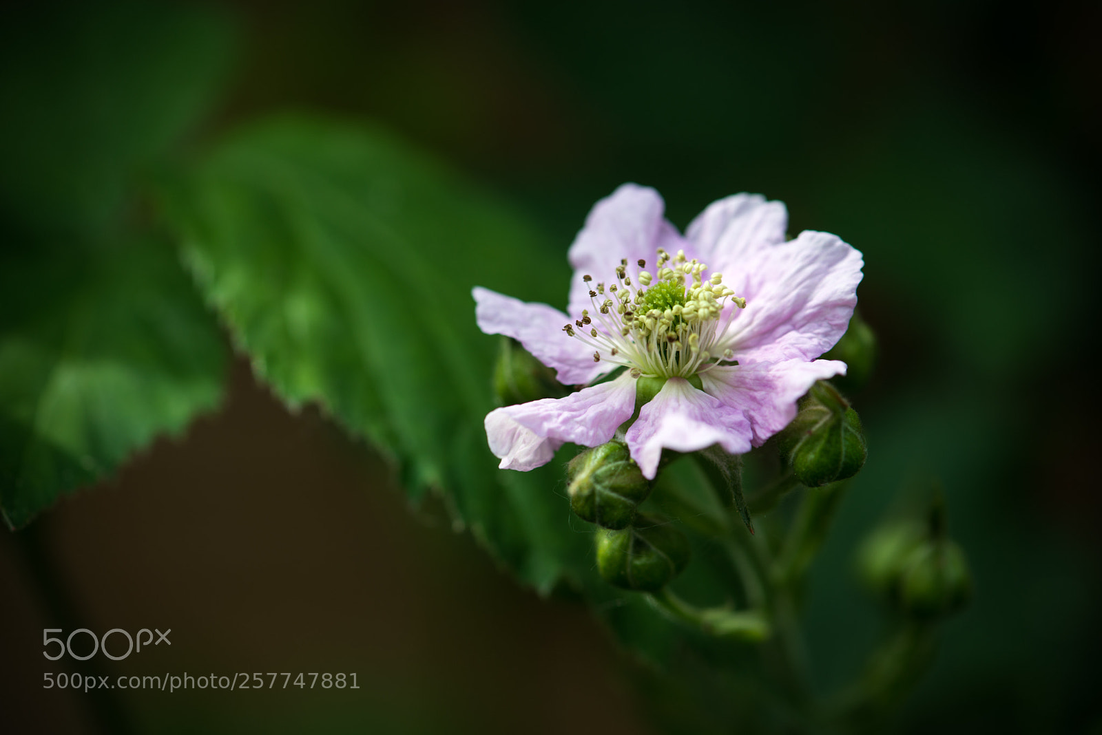 Nikon D800 sample photo. Blackberry flower photography