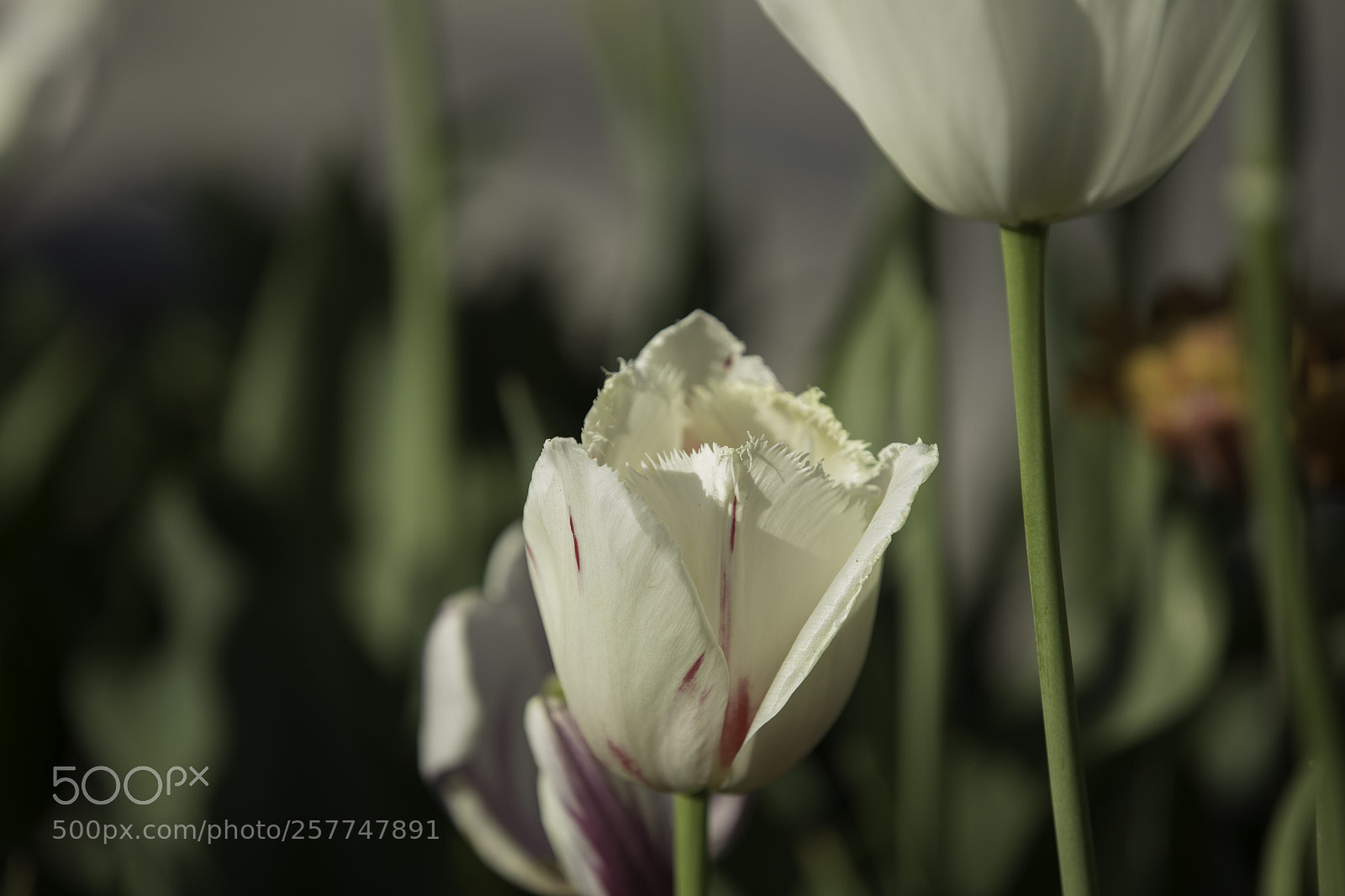Canon EOS 5D Mark IV sample photo. White with a pinch photography