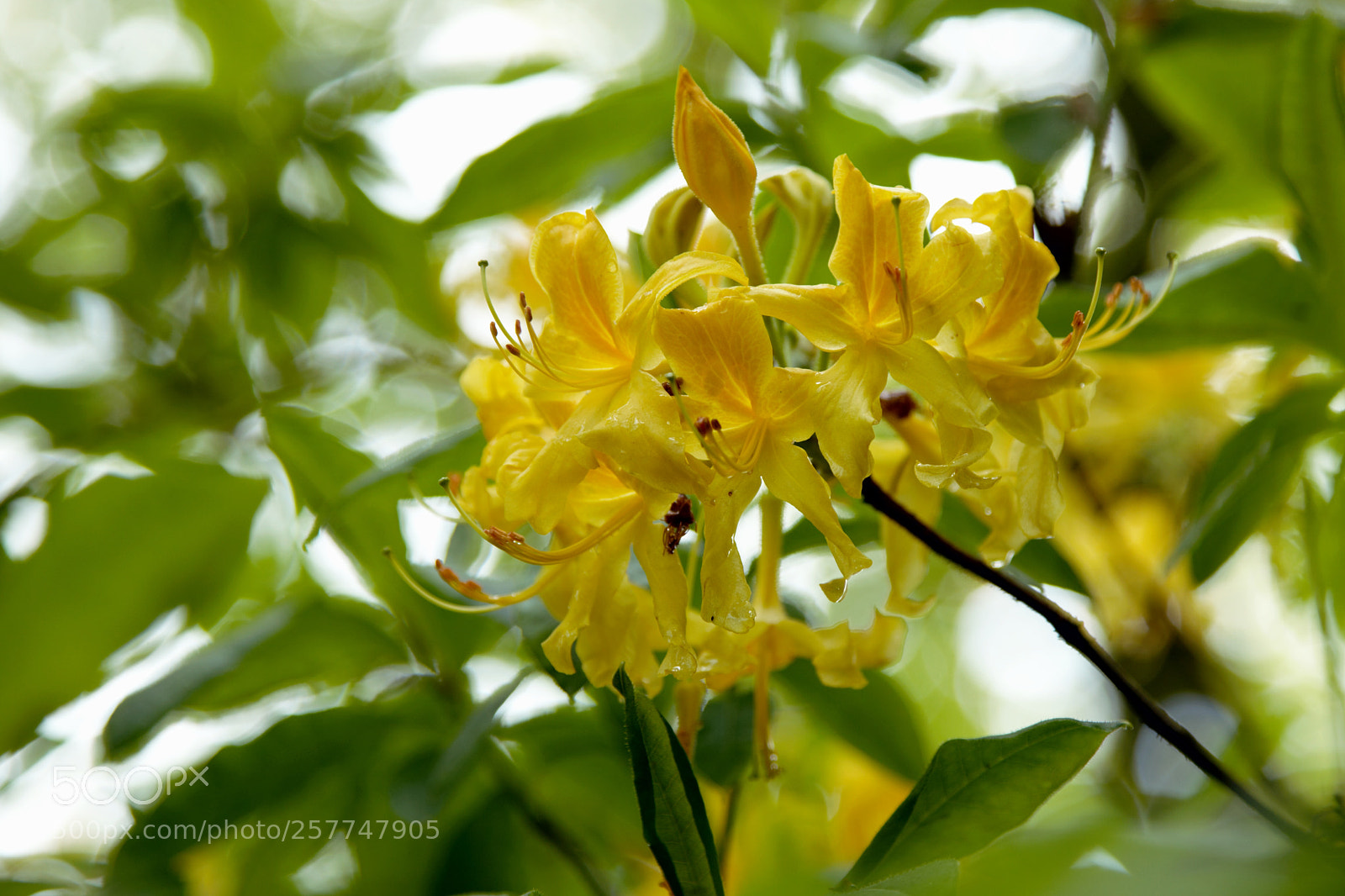 Canon EF 24-105mm F4L IS USM sample photo. Above my head photography