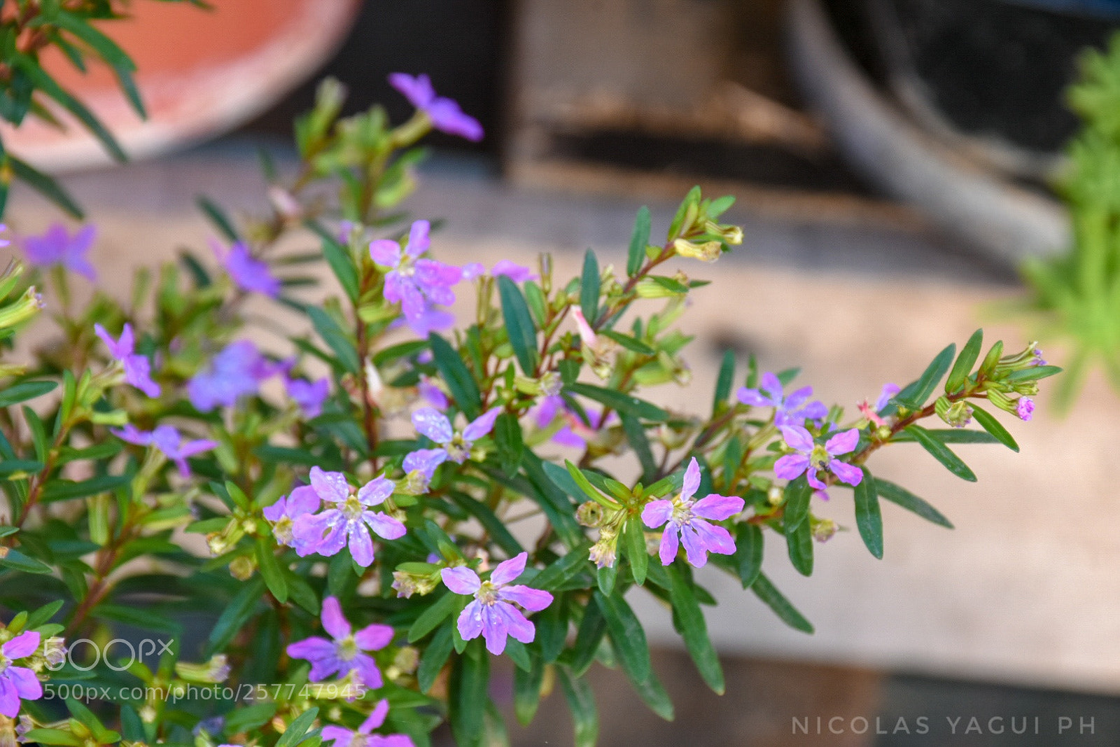 Nikon D7200 sample photo. Untitled photography