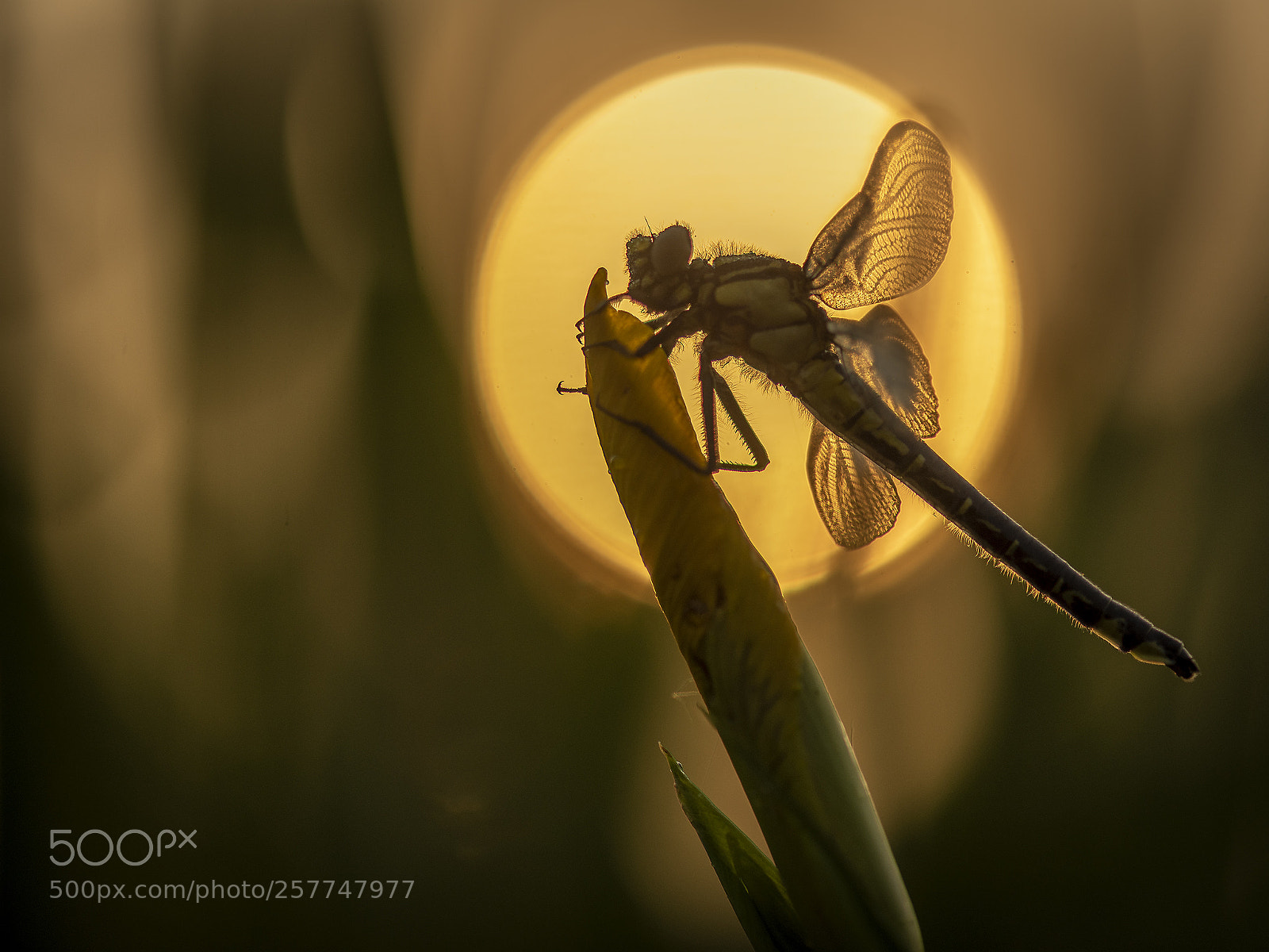 Nikon D750 sample photo. Hairy dragonfly at sunrise photography