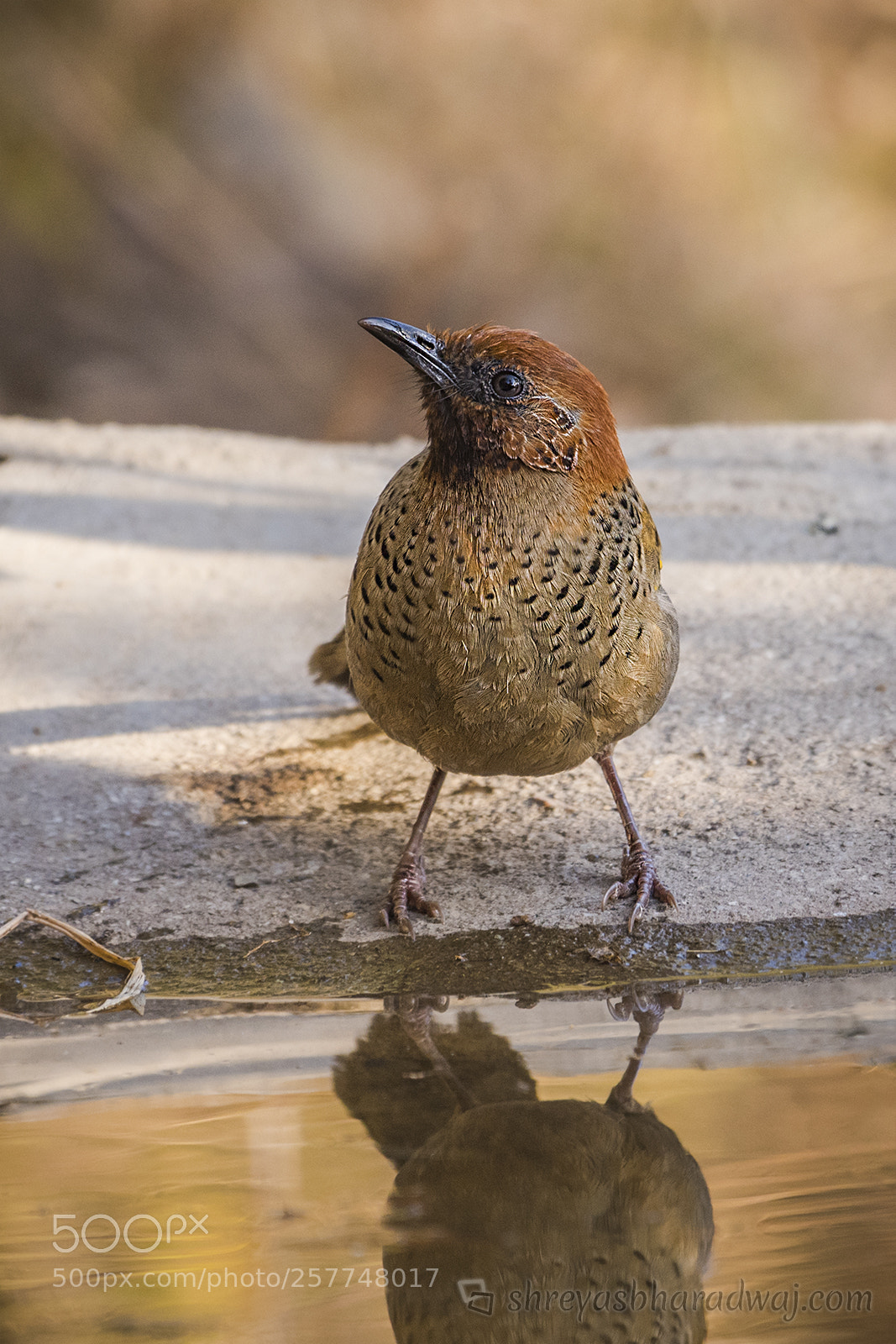 Nikon D500 sample photo. Chestnut-crowned laughingthrush photography