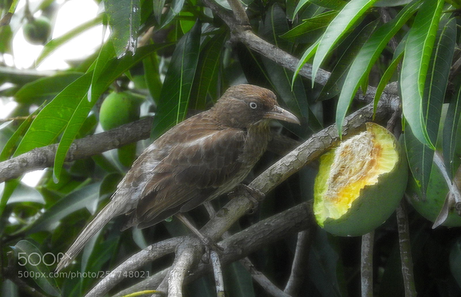 Nikon Coolpix B700 sample photo. Zorzal pardo almorzando mango... photography
