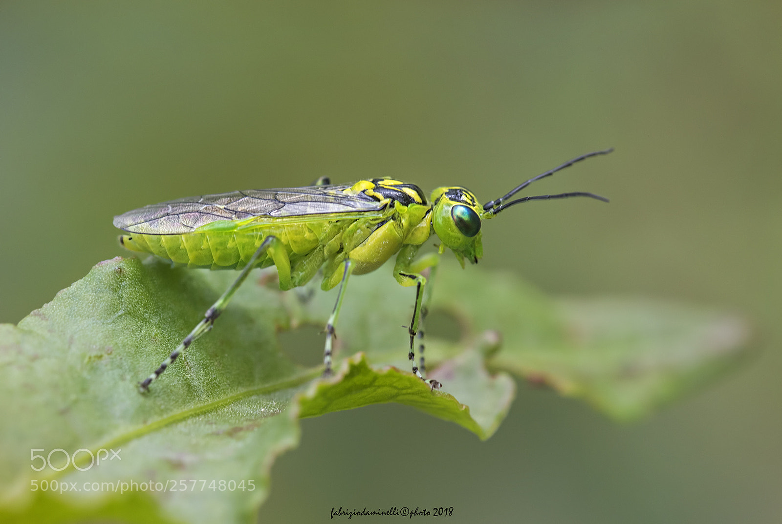 Canon EOS 7D Mark II sample photo. Rhogogaster viridis photography