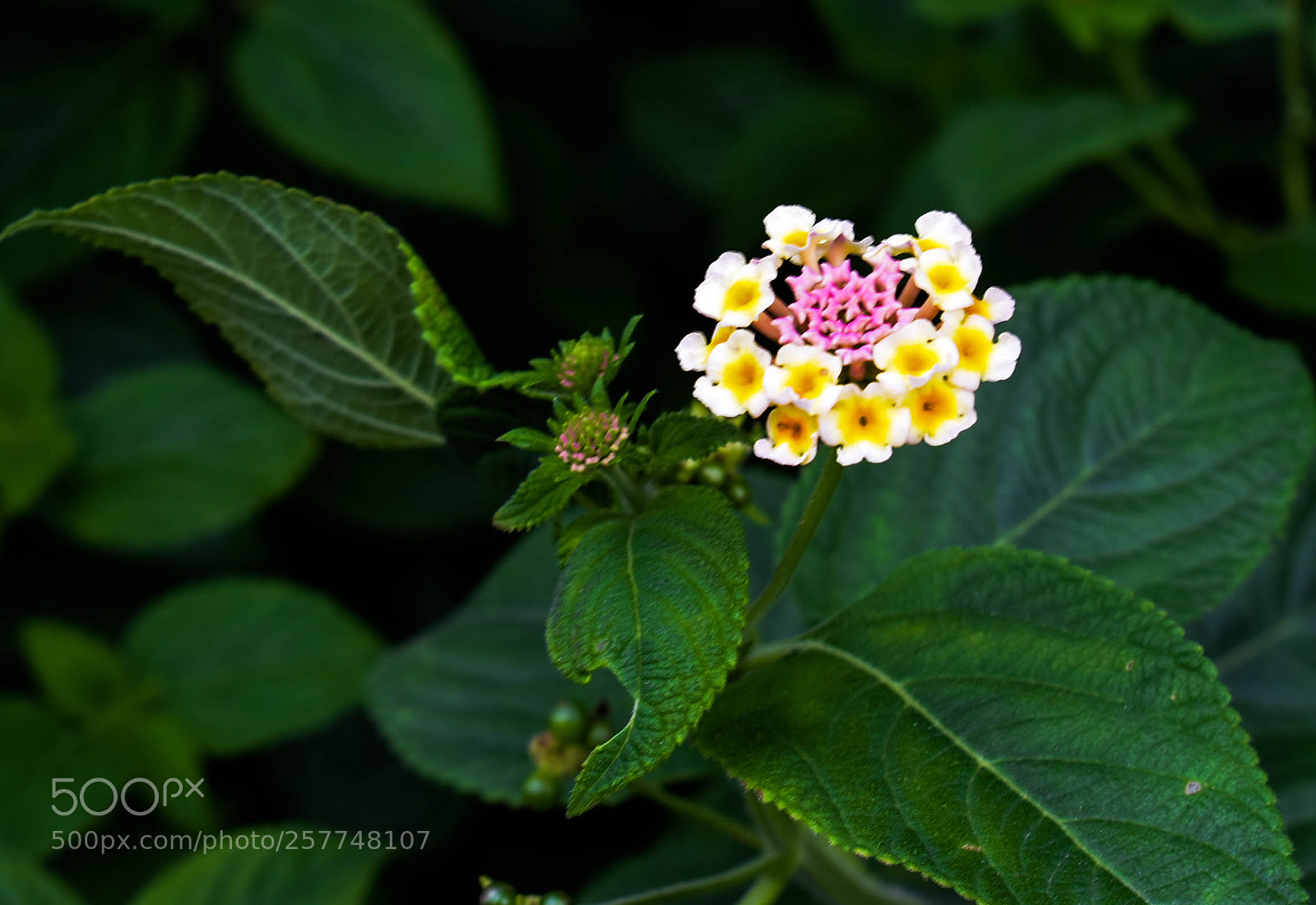 Nikon D3400 sample photo. Hoa ngũ sắc photography