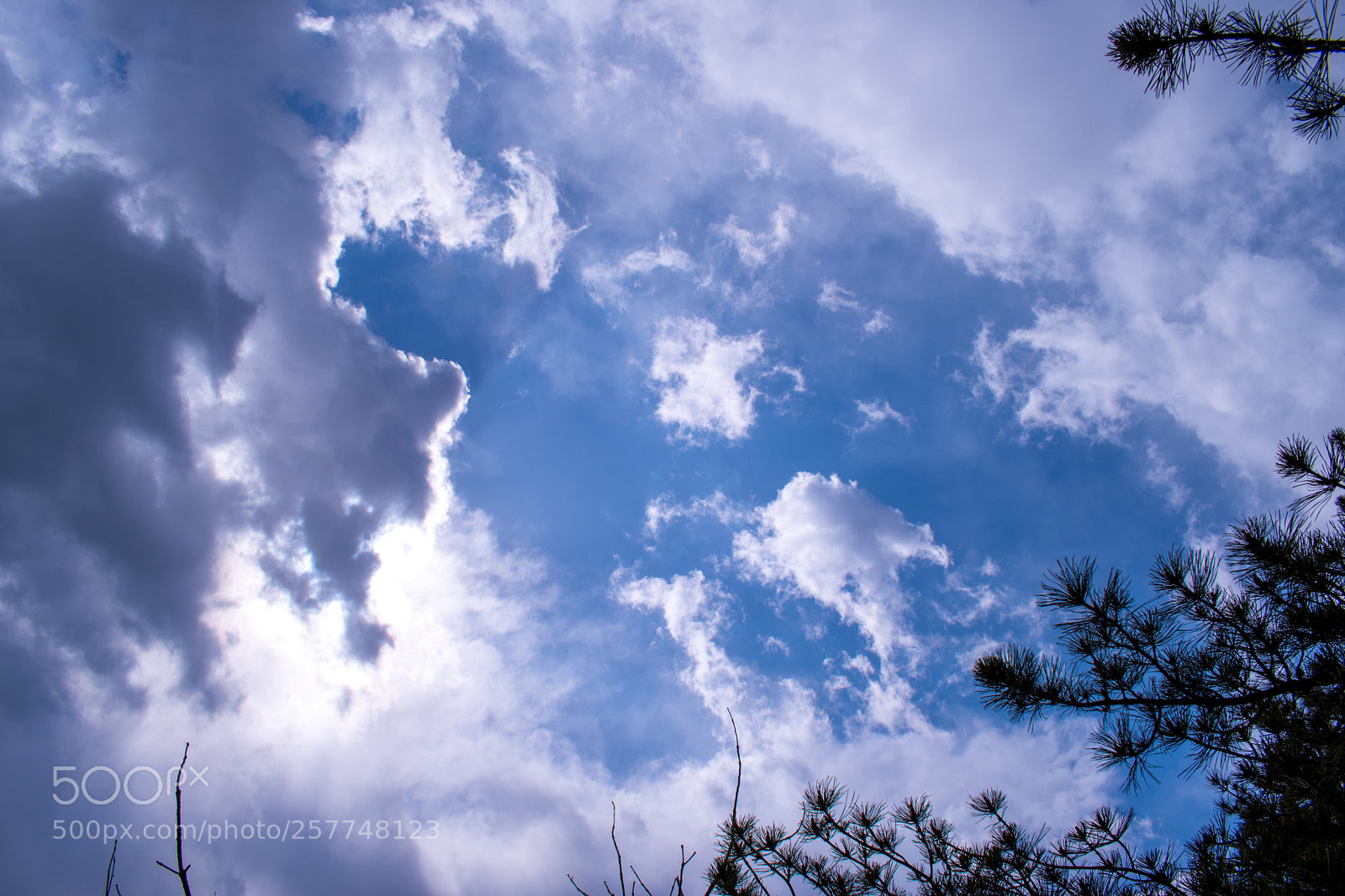 Nikon D5600 sample photo. Blue photography