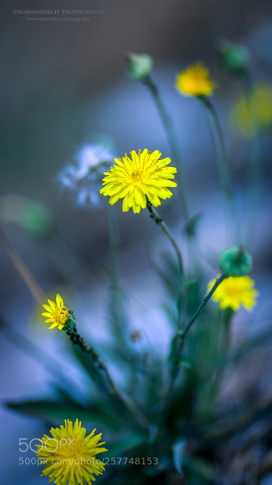 Canon EOS 5D sample photo. Spontaneous flora photography