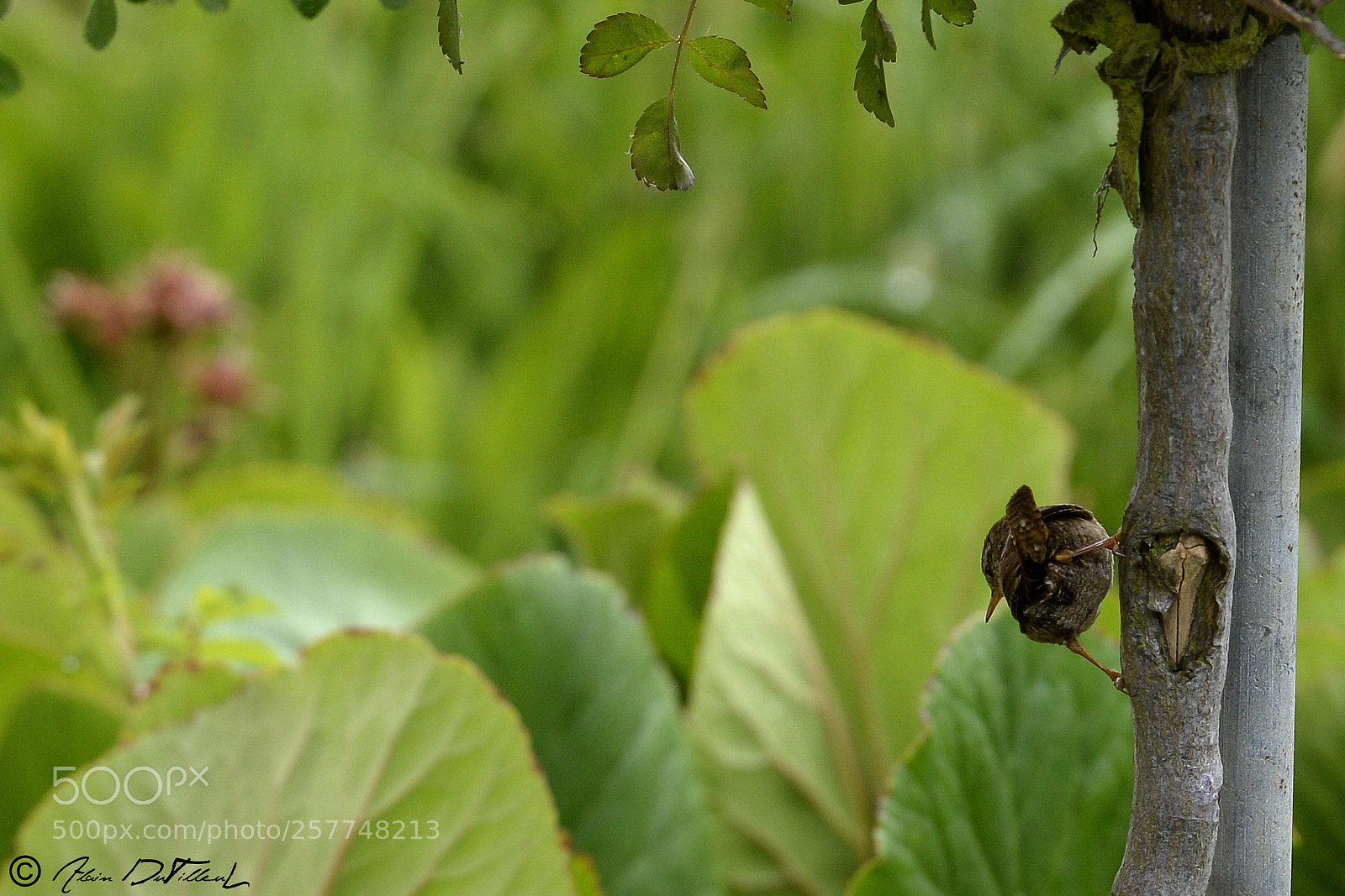 Nikon D4 sample photo. Troglodyte mignon photography