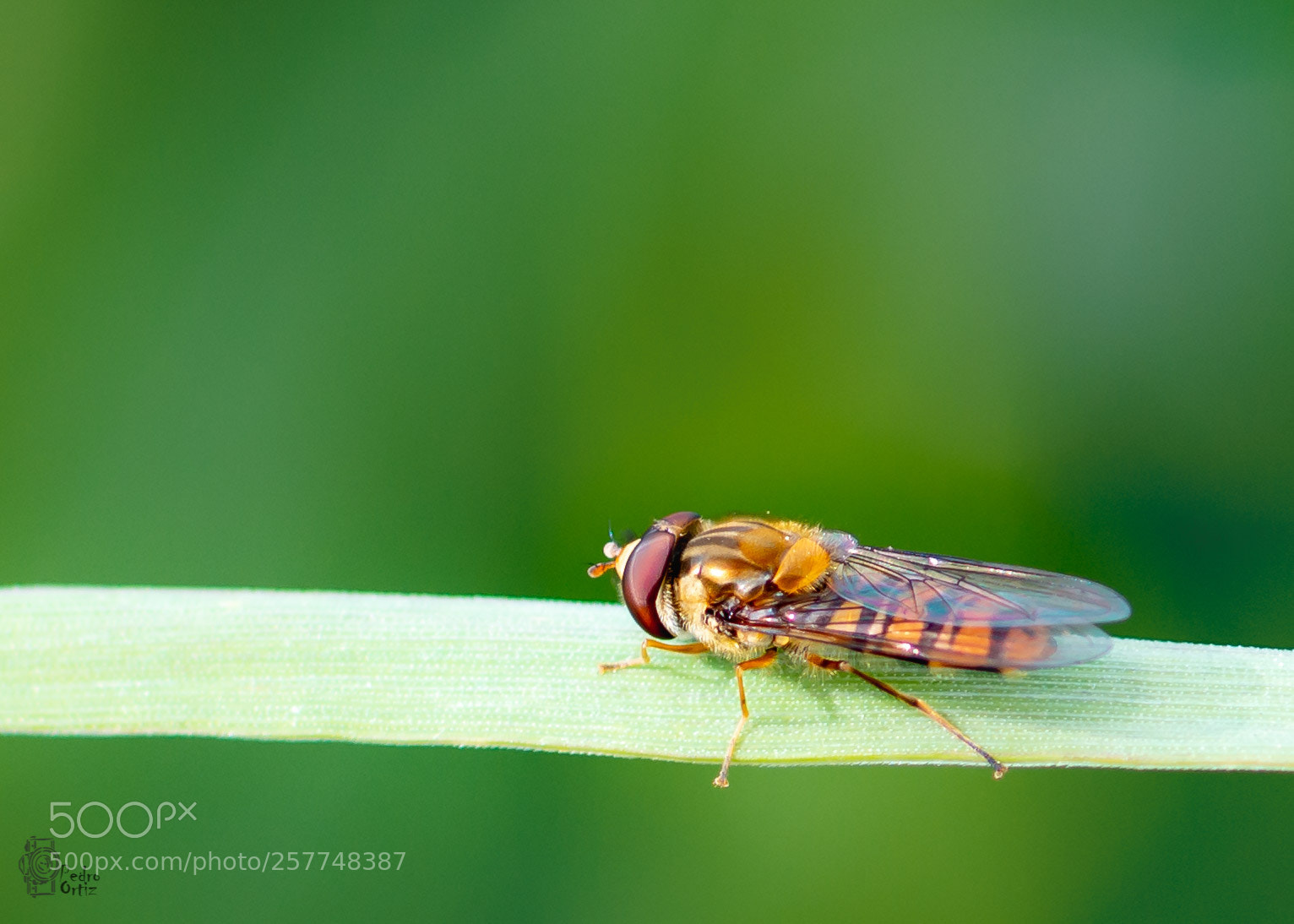 Nikon D7100 sample photo. Sirfido photography