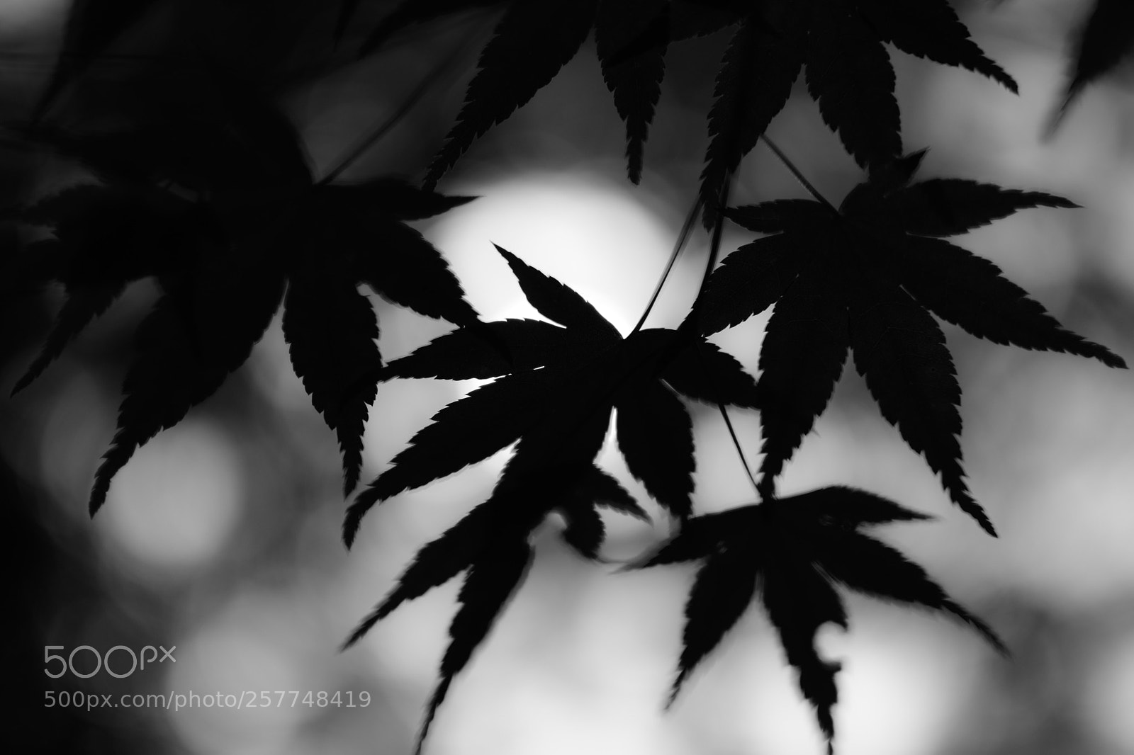 Nikon D7500 sample photo. 影 photography