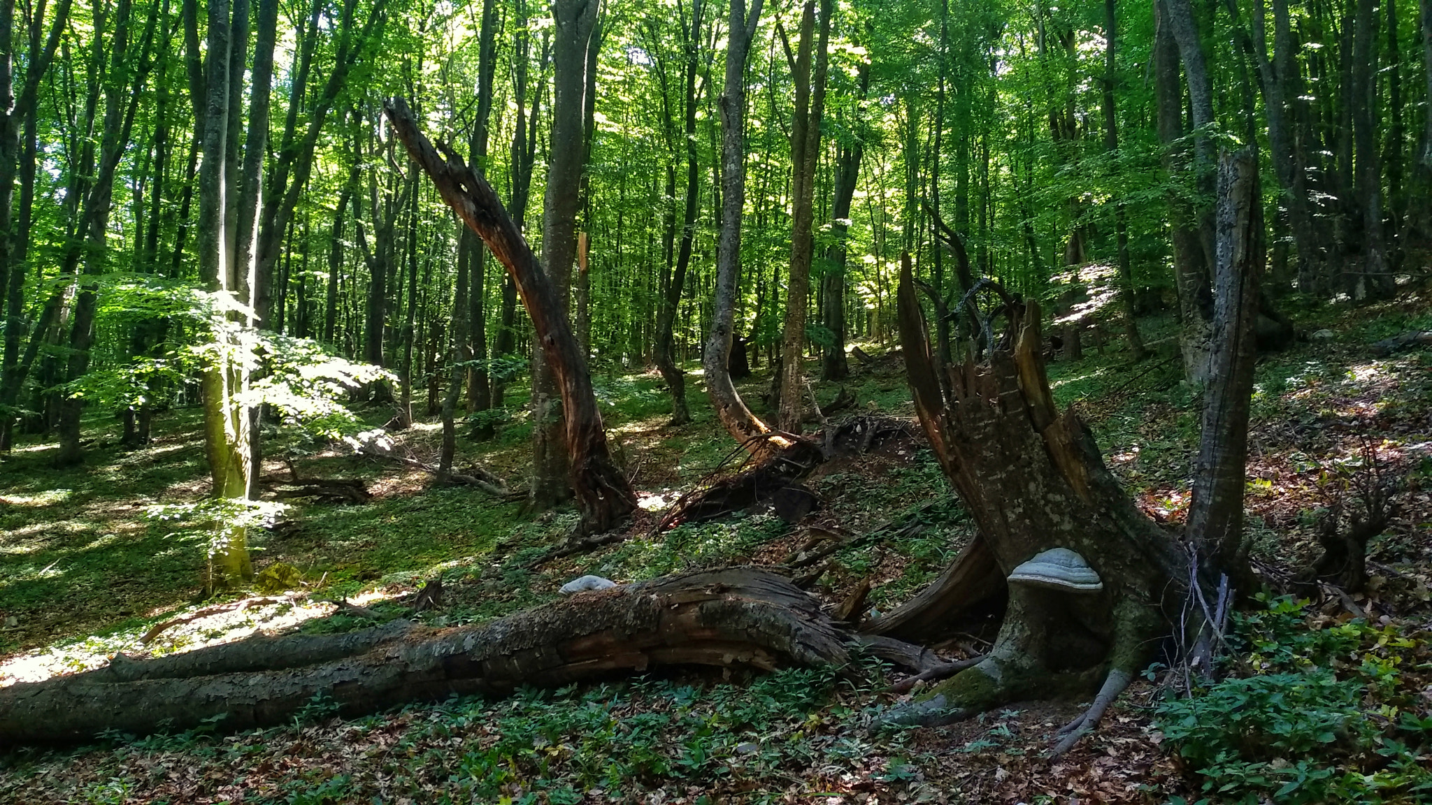 Xiaomi MI MAX 2 sample photo. Forest photography
