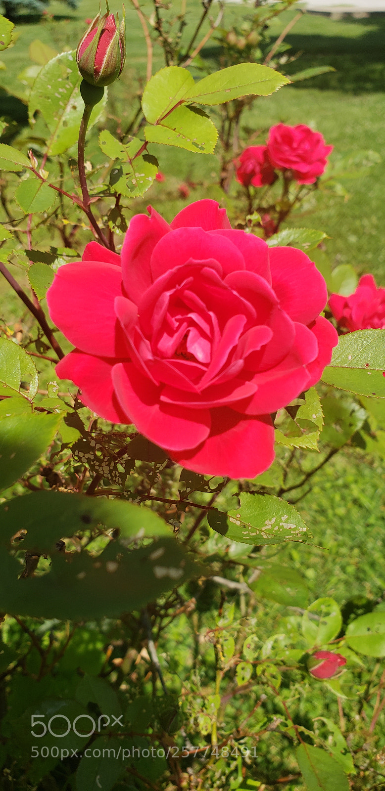 Samsung Galaxy S9+ sample photo. Untitled photography