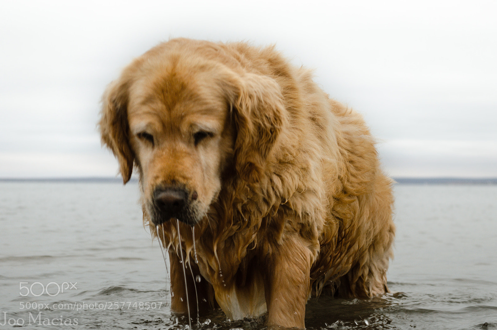 Nikon D3200 sample photo. Doggy photography