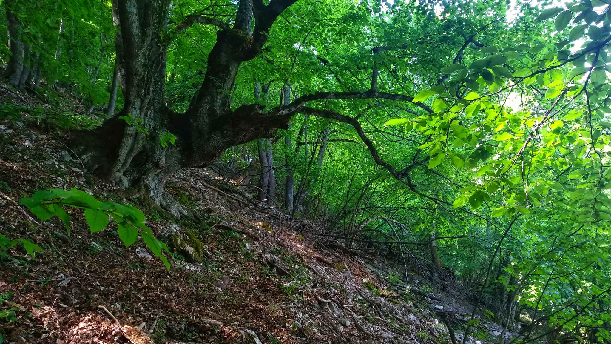 Xiaomi MI MAX 2 sample photo. Steep descent photography