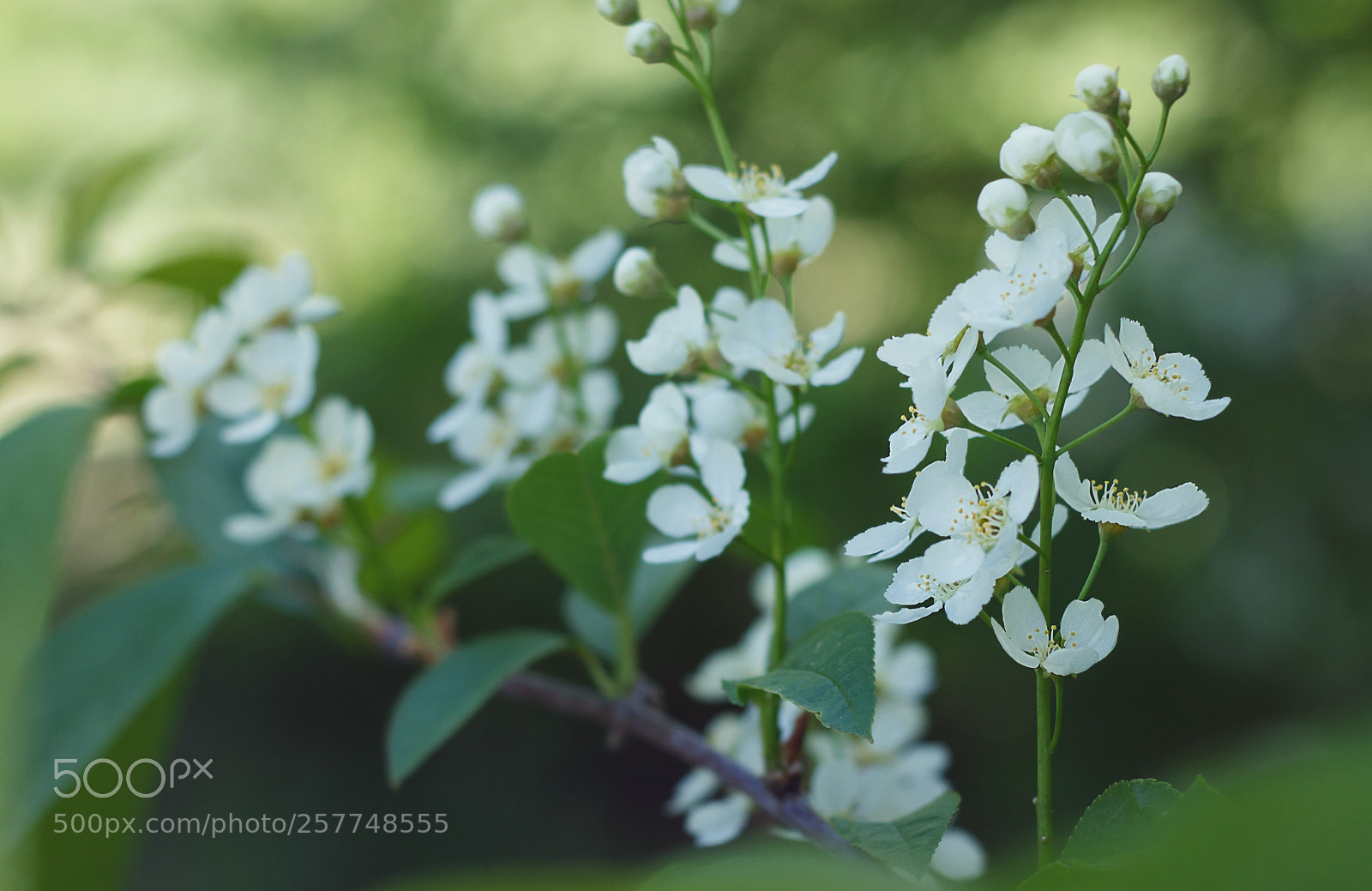 Canon EOS 700D (EOS Rebel T5i / EOS Kiss X7i) sample photo. Blossom photography