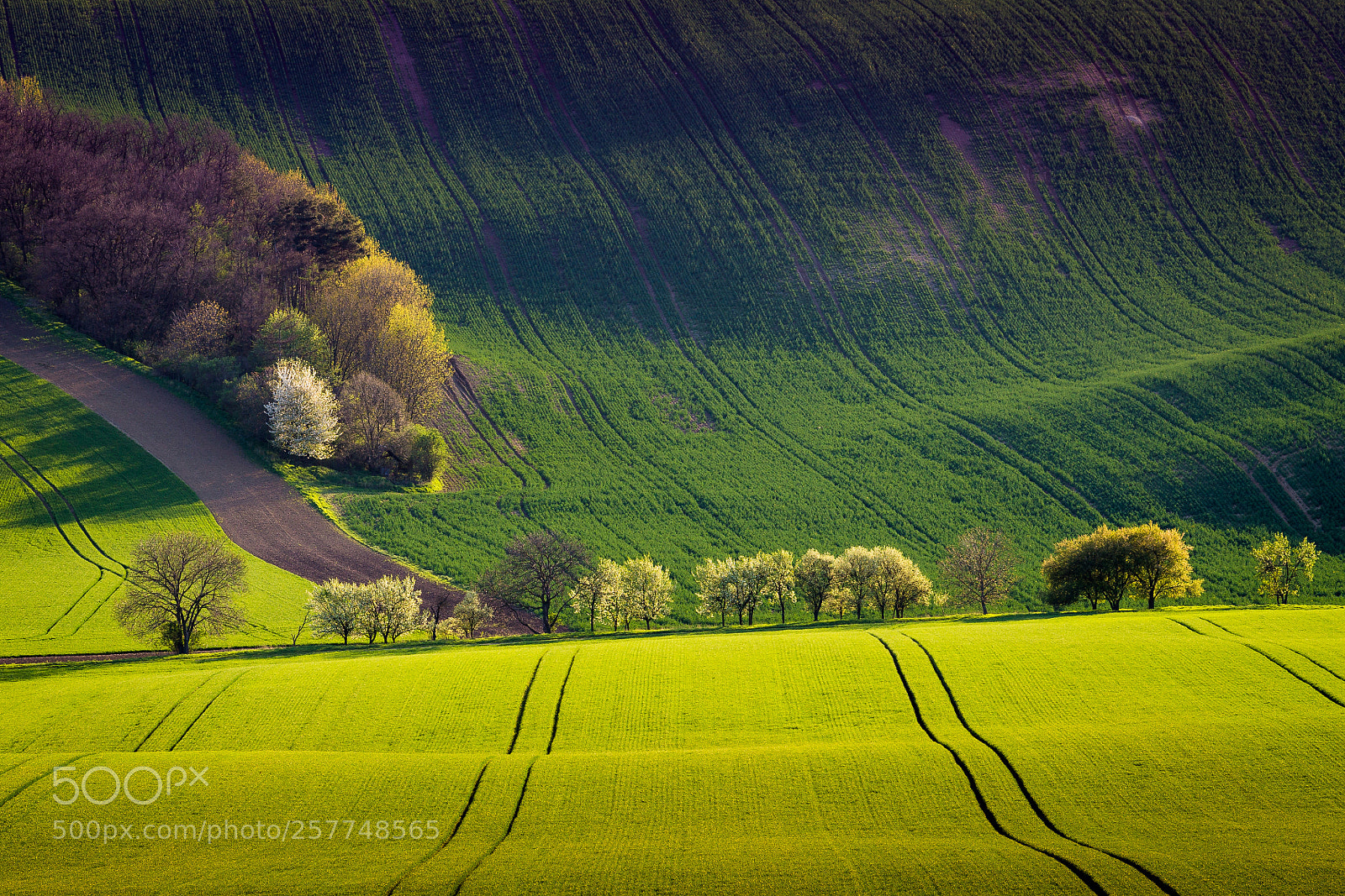 Canon EOS 6D sample photo. Spring moravia photography