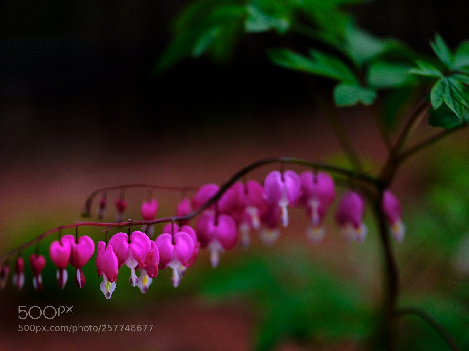 Fujifilm GFX 50S sample photo. Bleeding hearts photography
