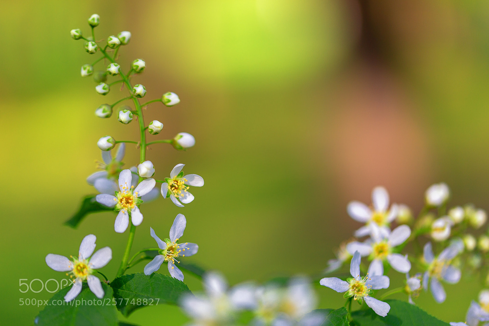 Canon EOS 6D sample photo. Strange flowers photography