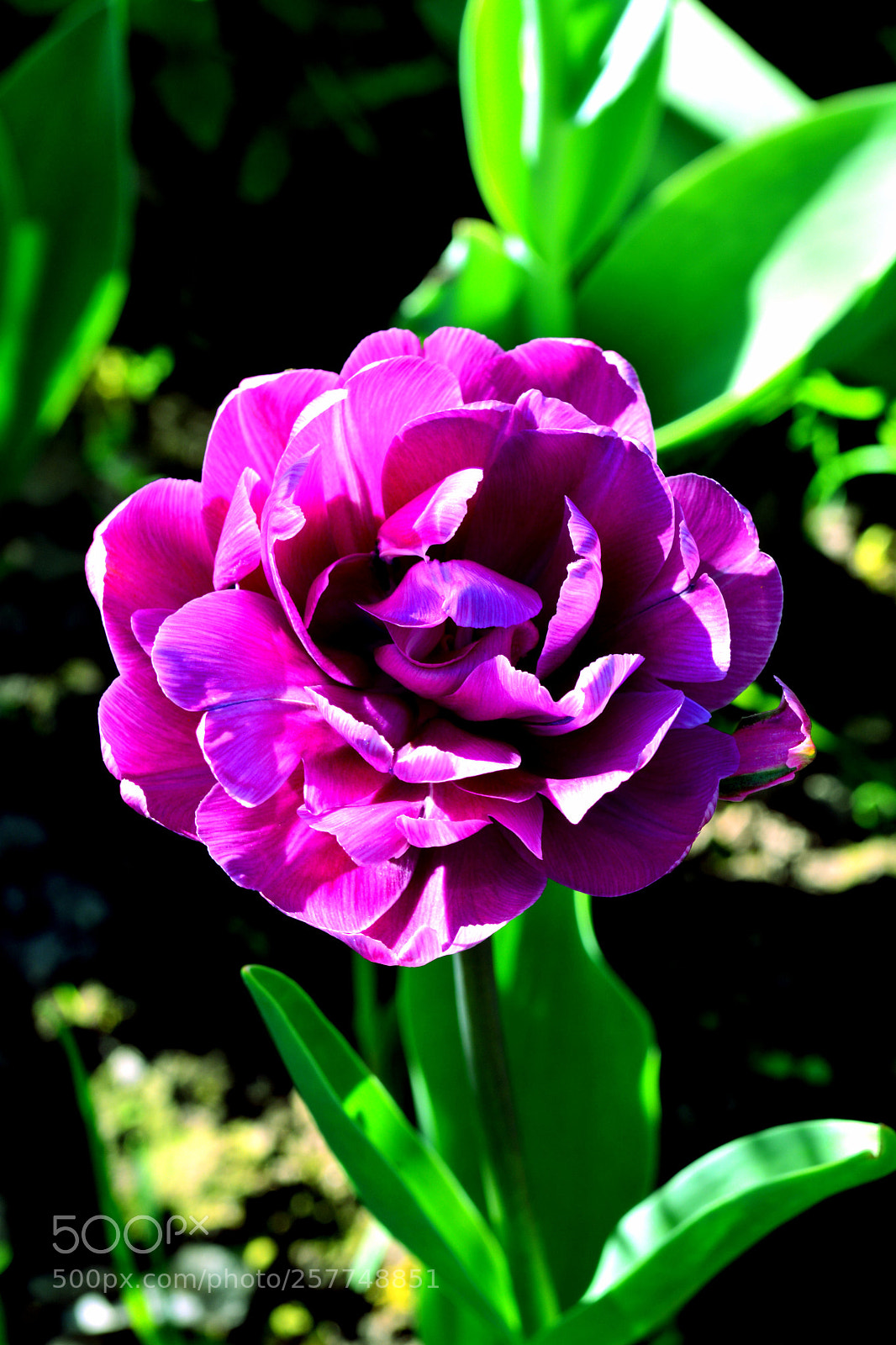Nikon D5200 sample photo. Tulip. photography