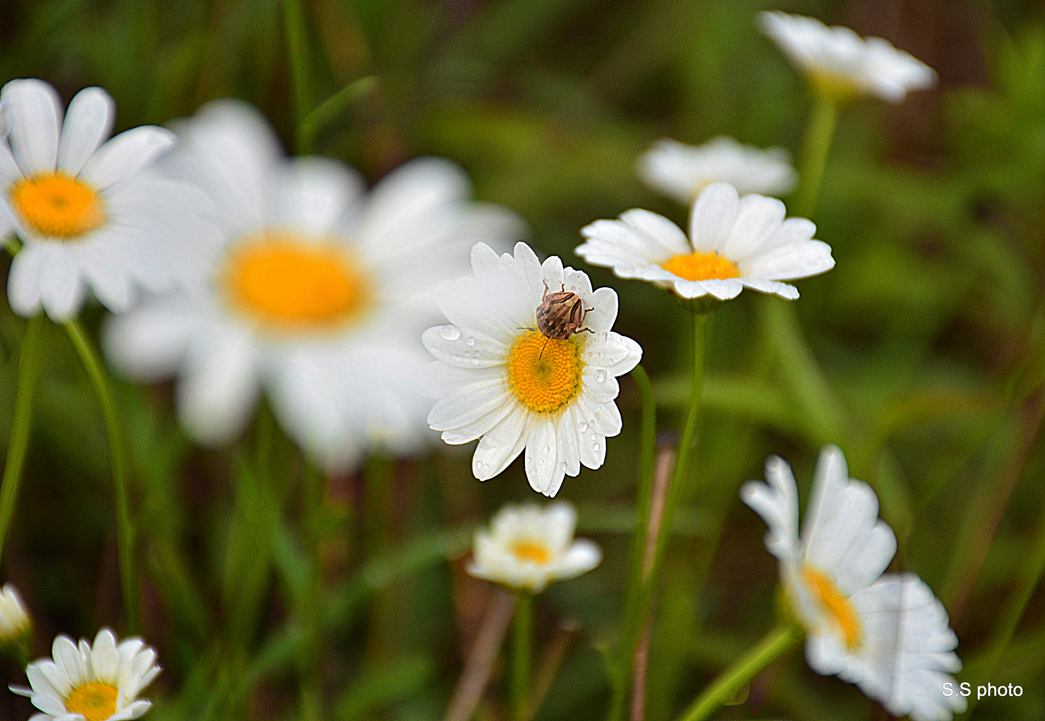 Nikon D7100 sample photo